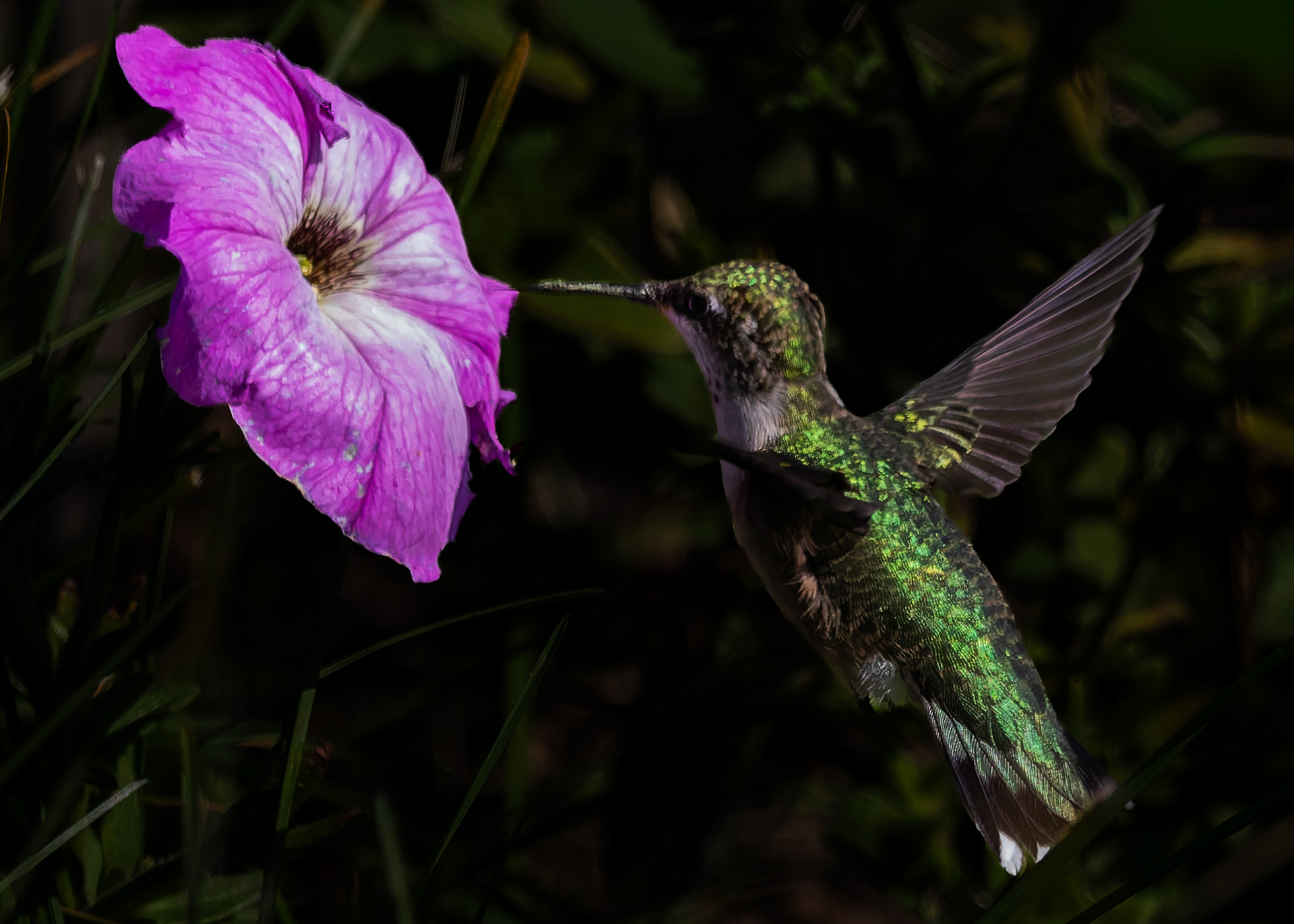 Ruby-throated Hummingbird No1 - September 16, 2026