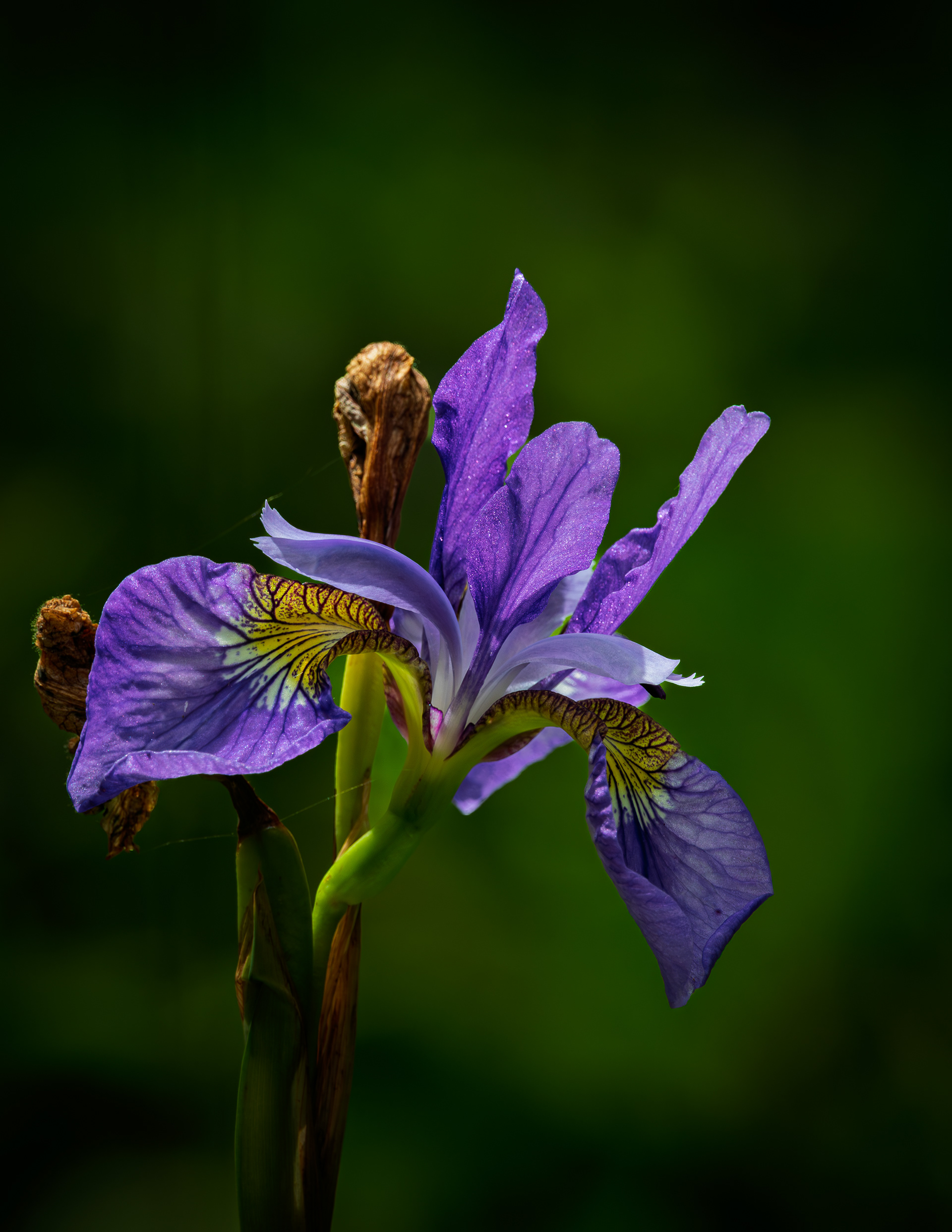 Purple Iris