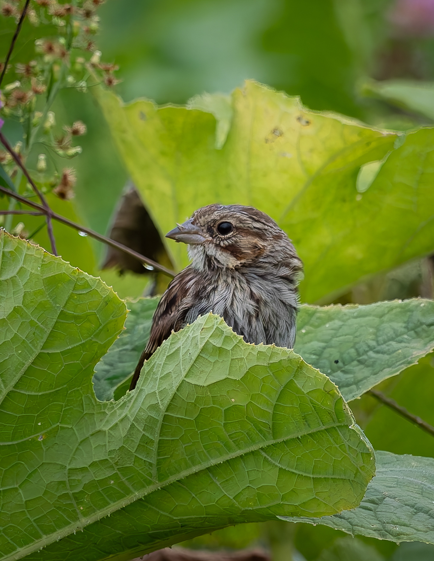 Song Sparrow No5