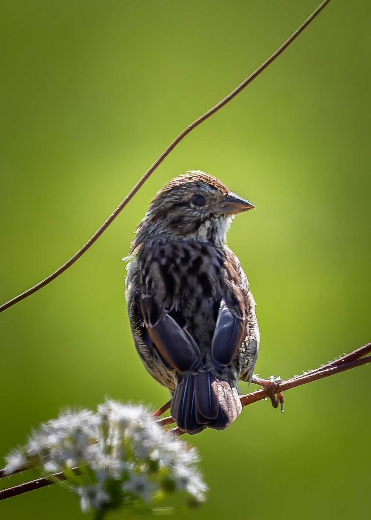 Song Sparrow