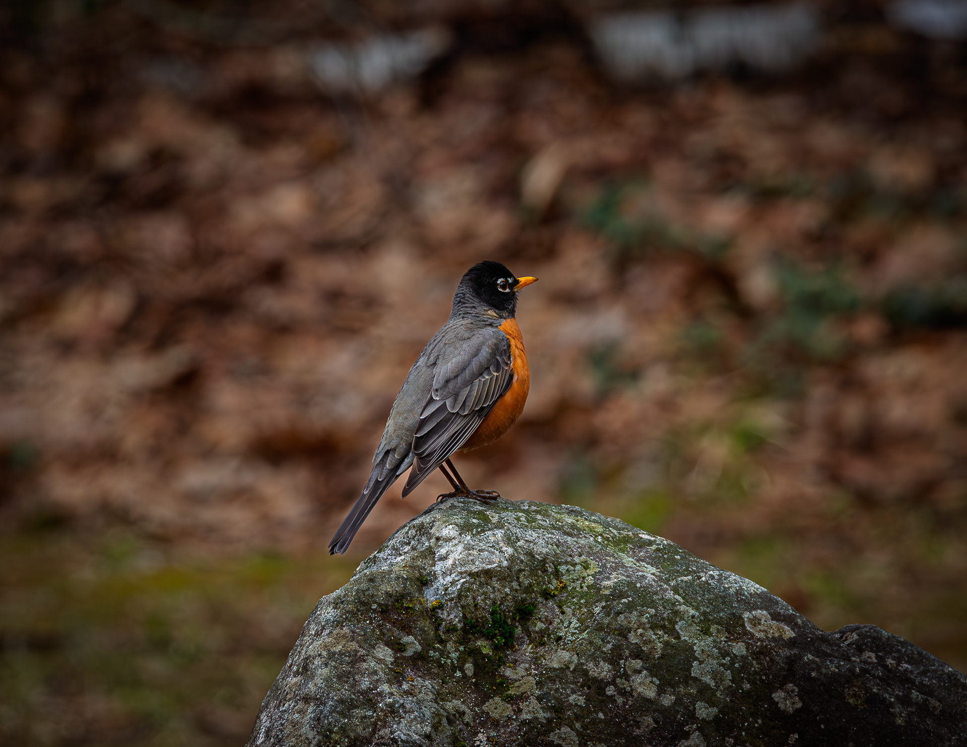 American Robin at Profile Falls Recreation Area