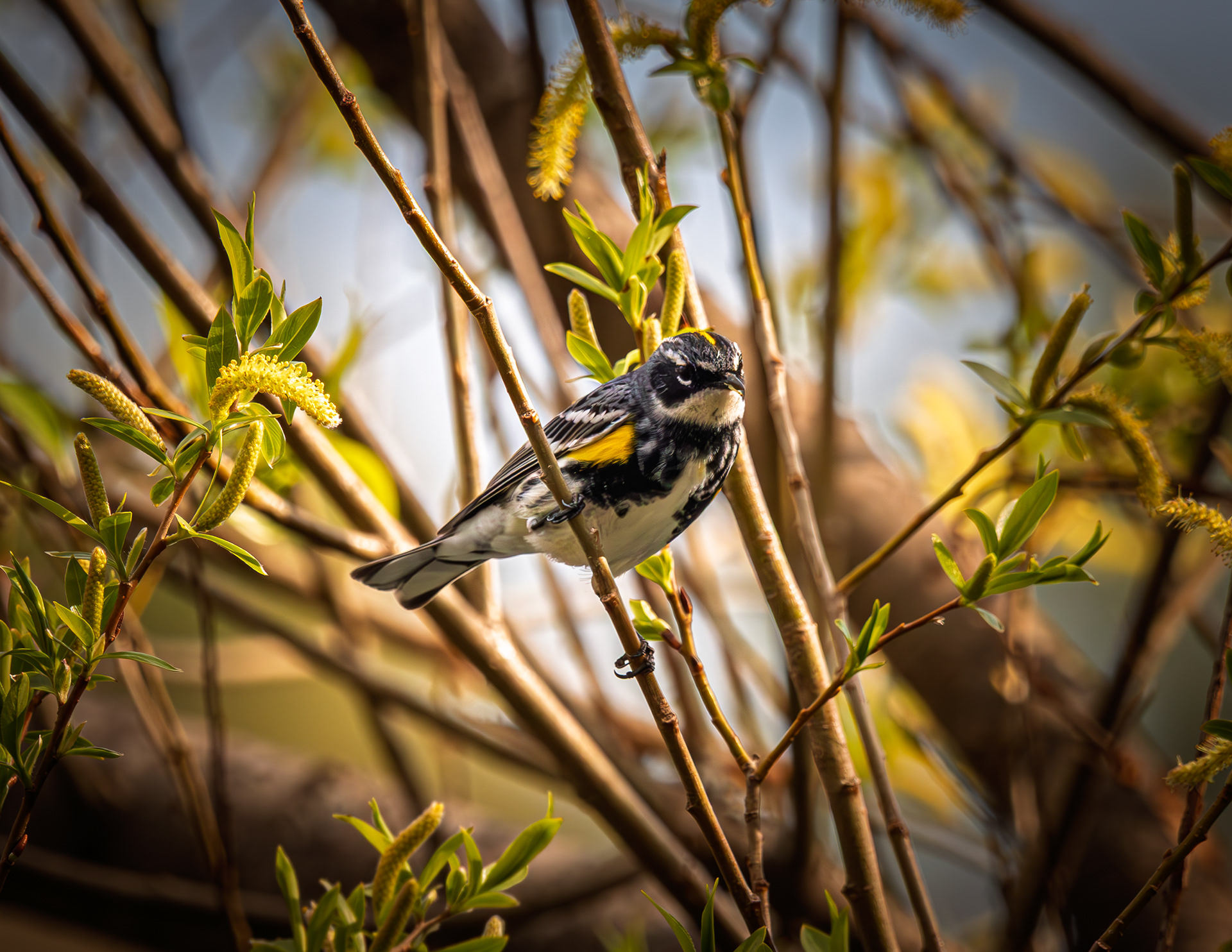 Yellow-rumped Warbler