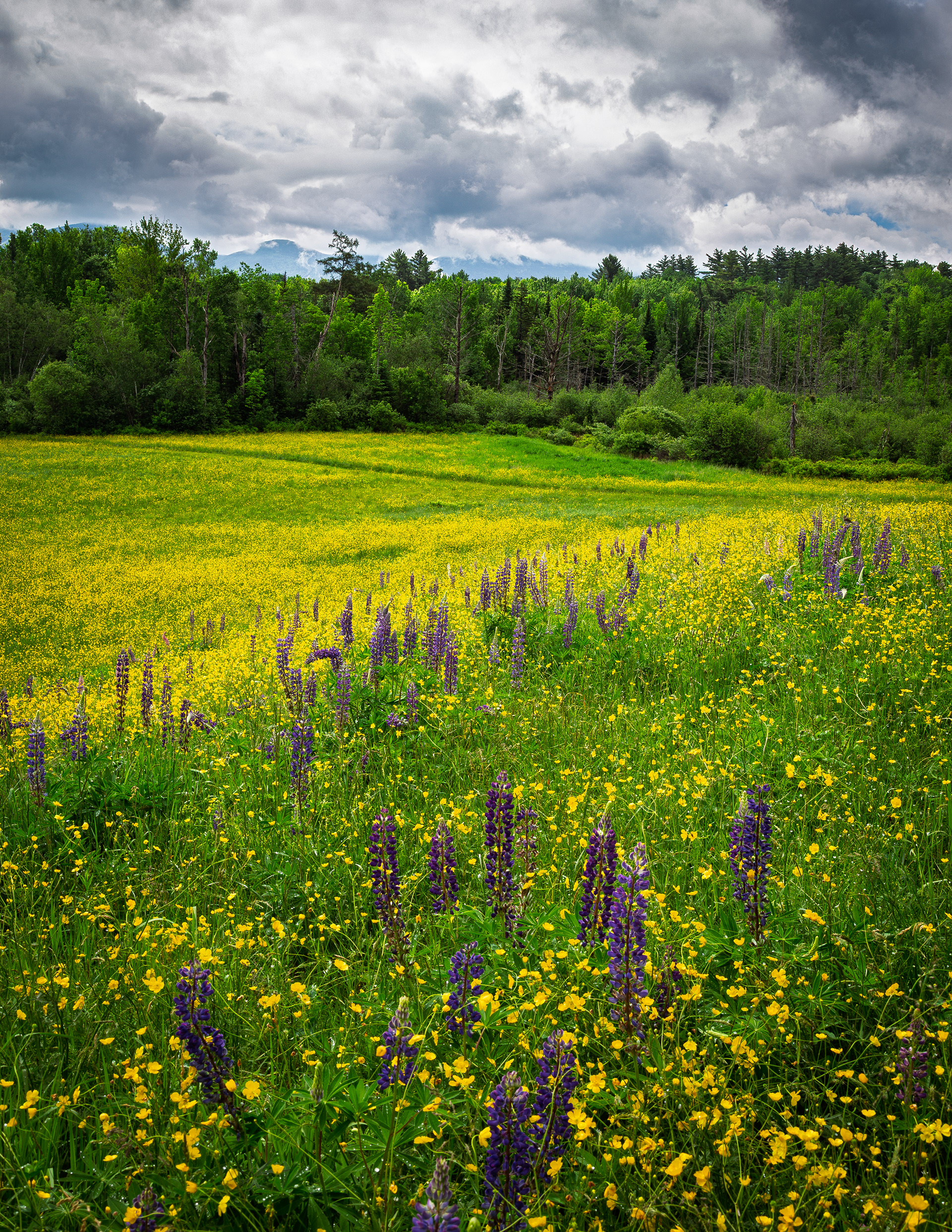 Sugar Hill Lupines No2