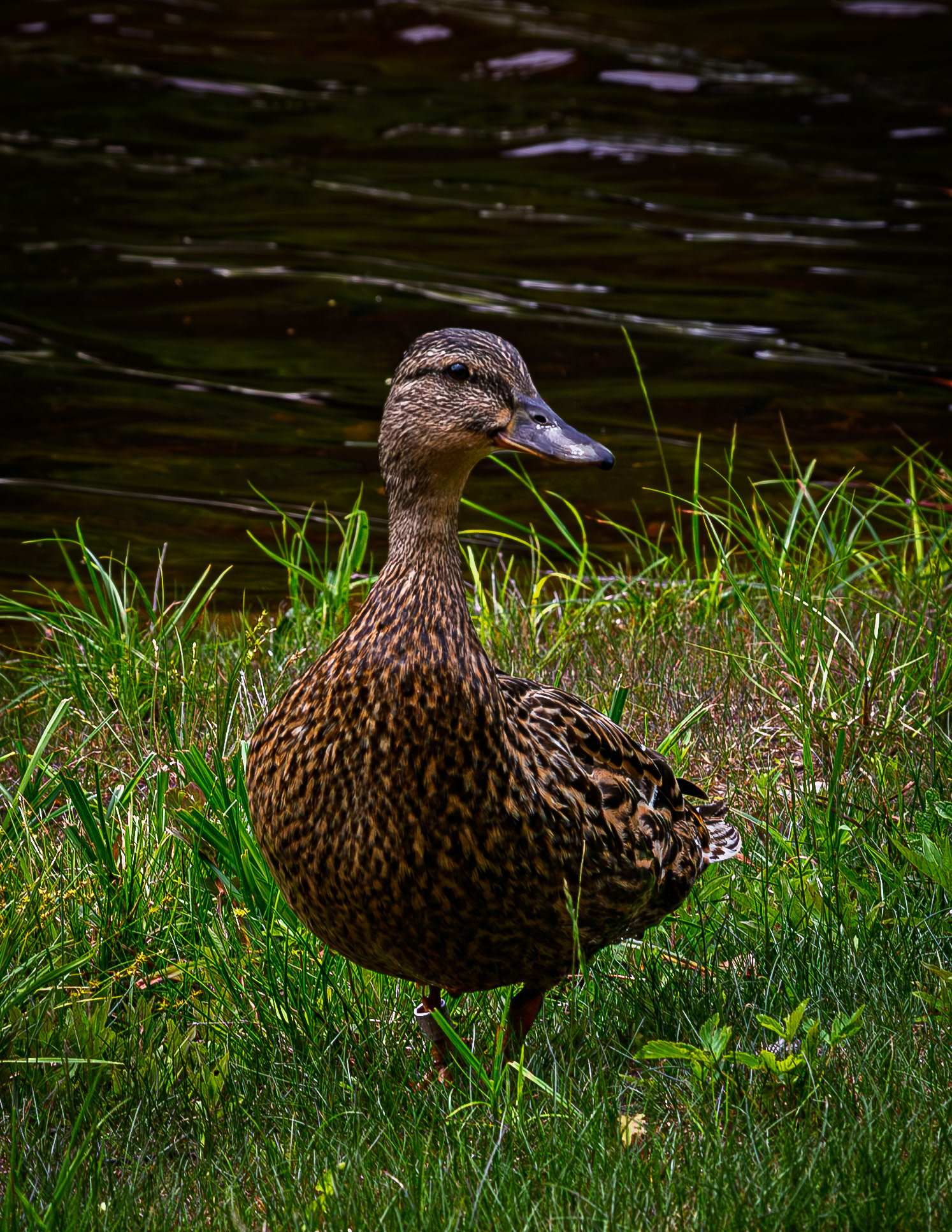 Mallard Hen