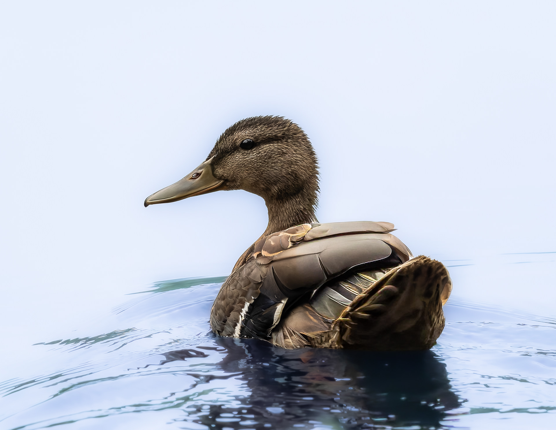 Mallard Hen No1