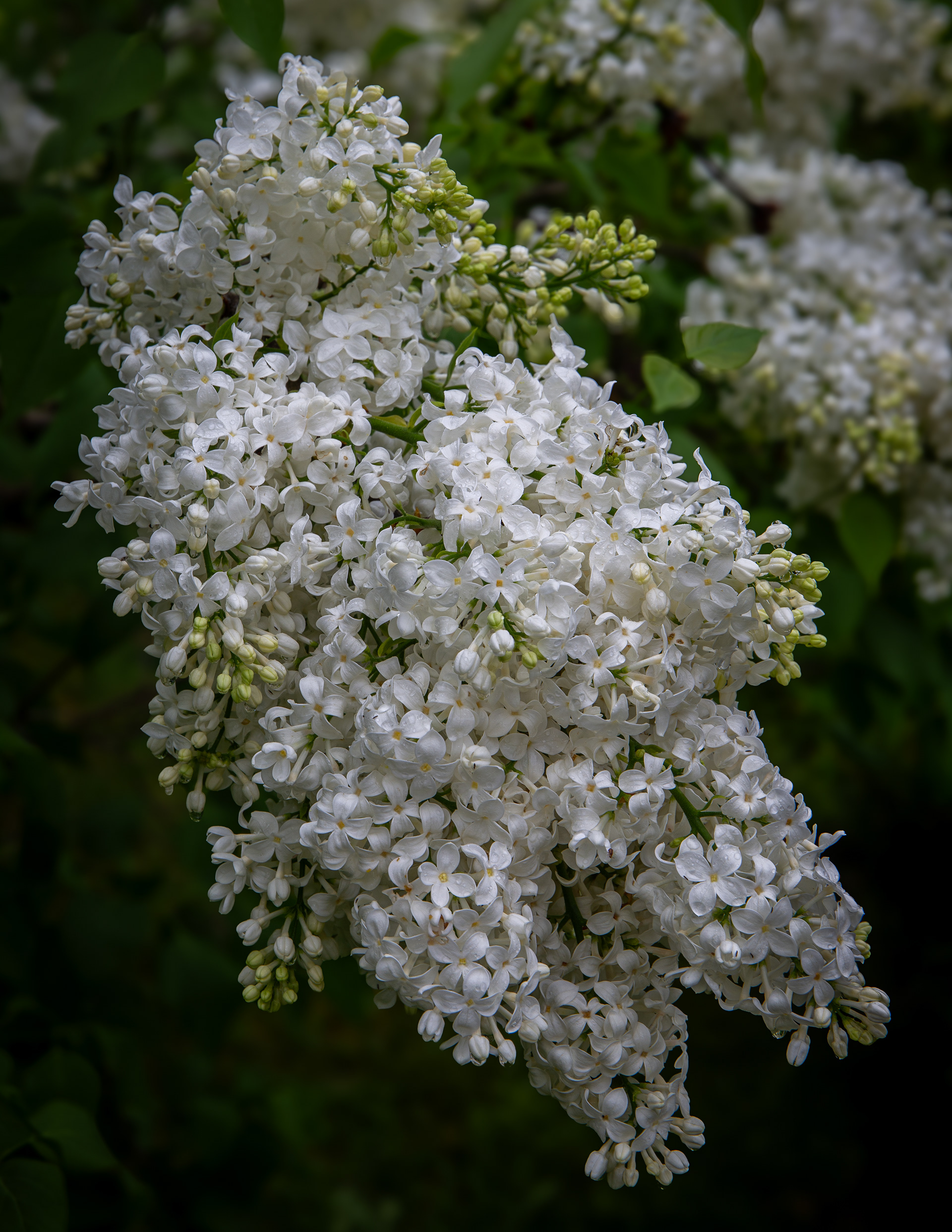 White Lilacs After the Rain