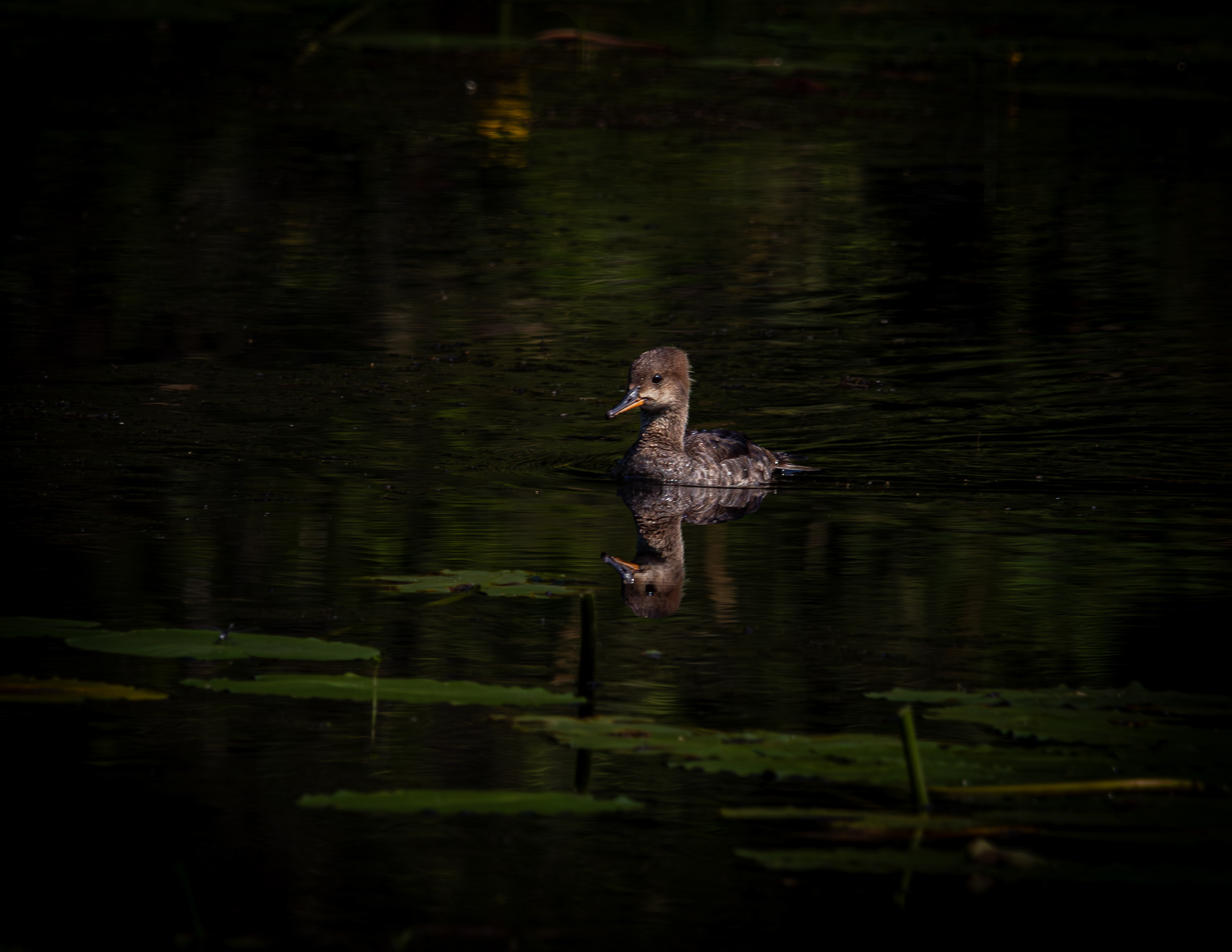 Hooded Merganser at CSV No1