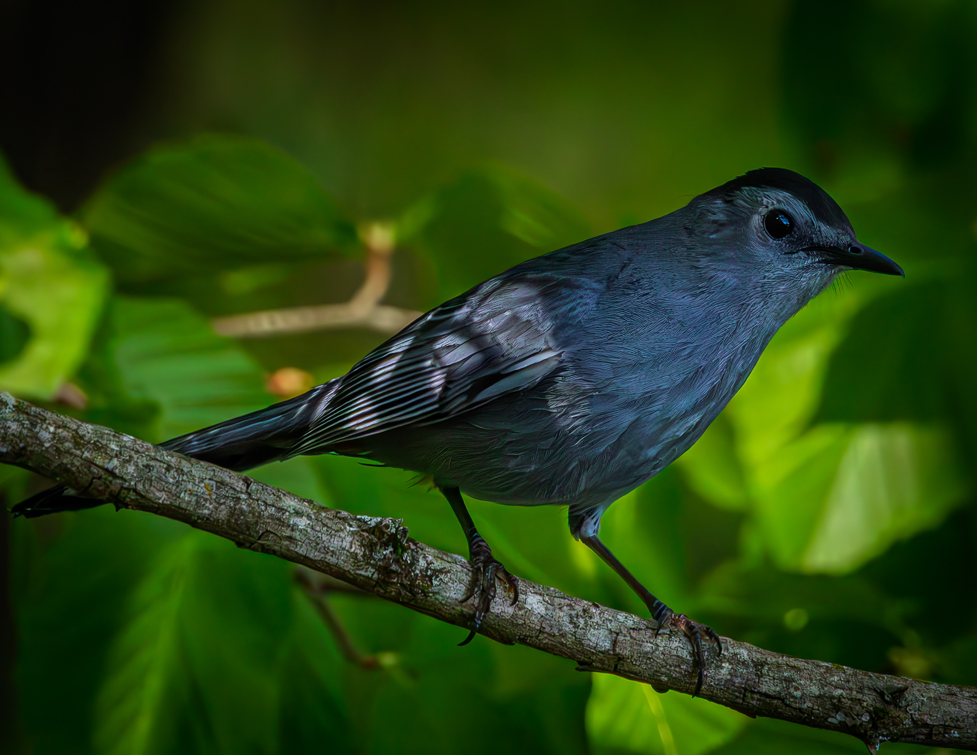 Catbird - May 28, 2026