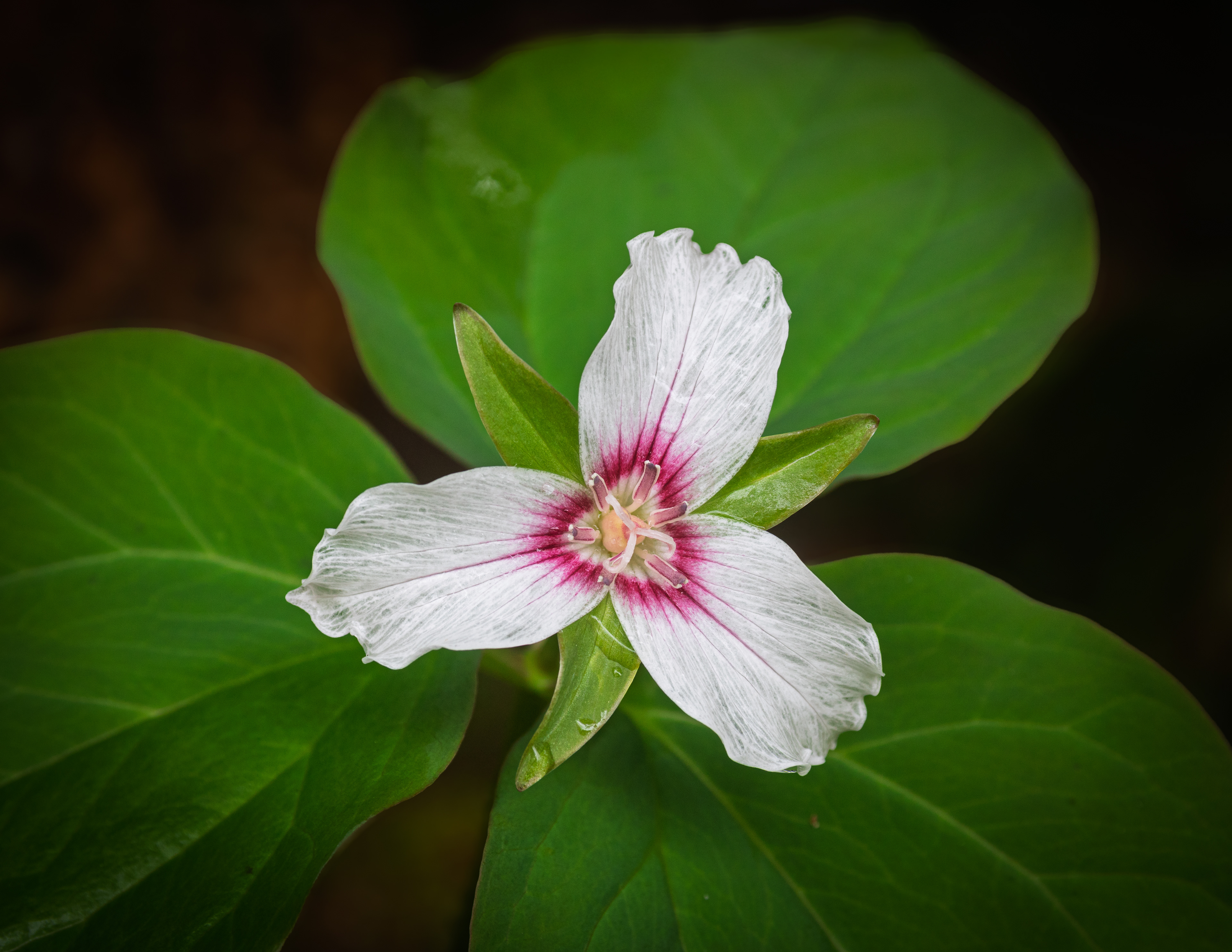 Trillium