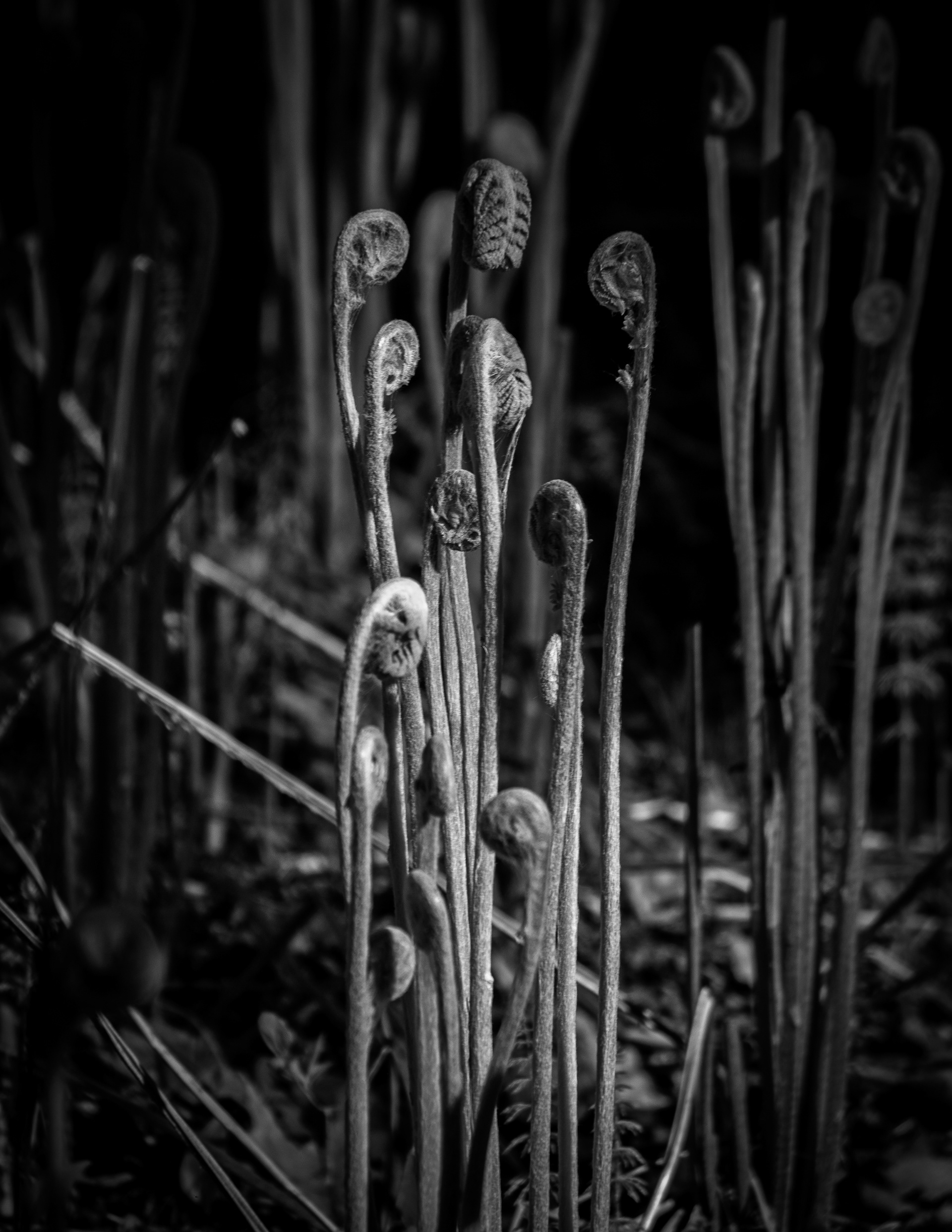 Ferns in Black & White Along Laverack Trail