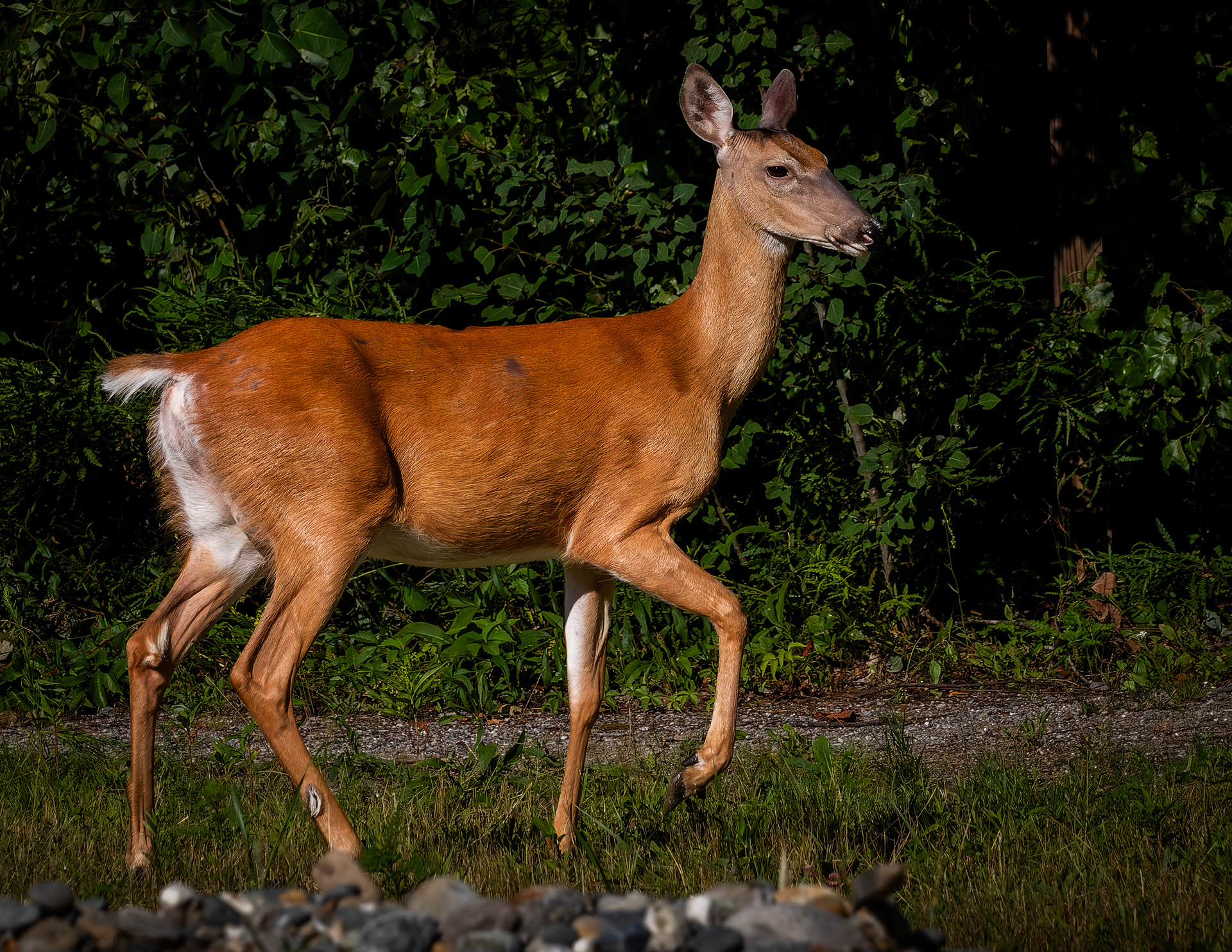 Whitetail Doe