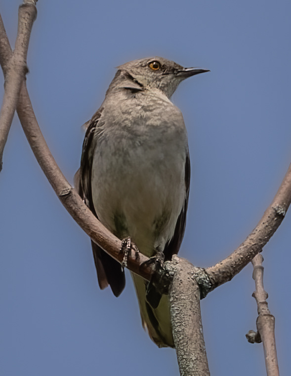 Mockingbird