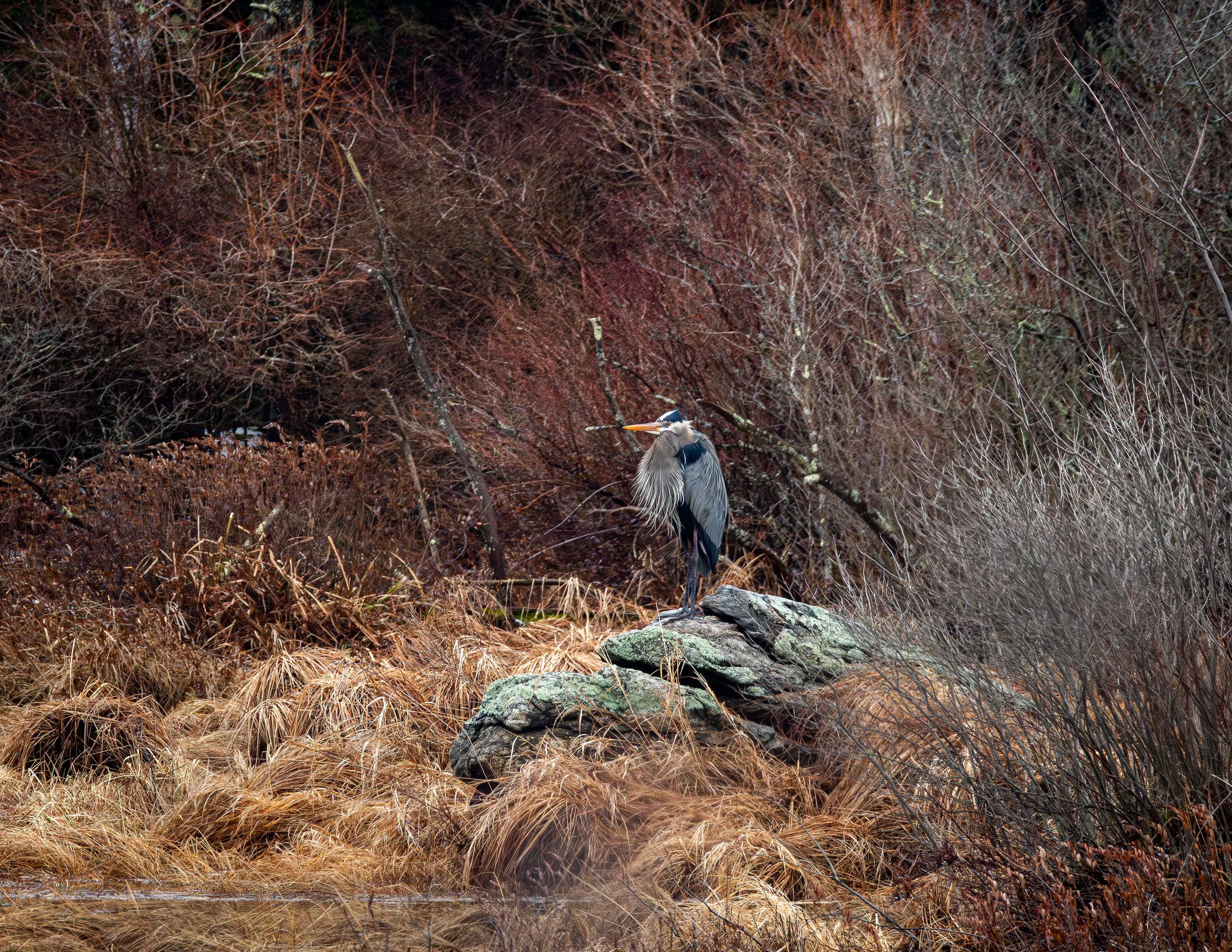 Great Blue Heron at Rollins Pond No2