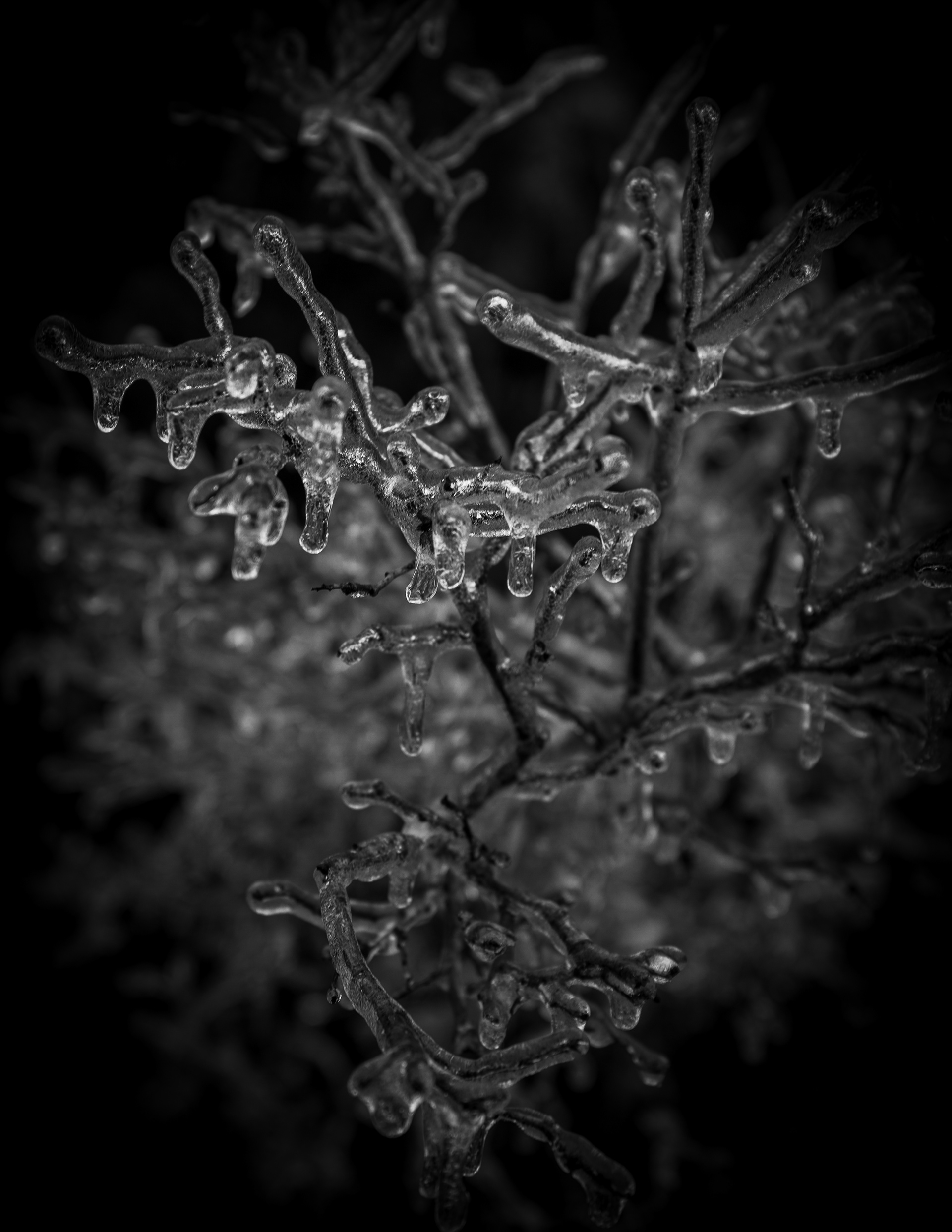 Blue Willow Branches Covered in Ice