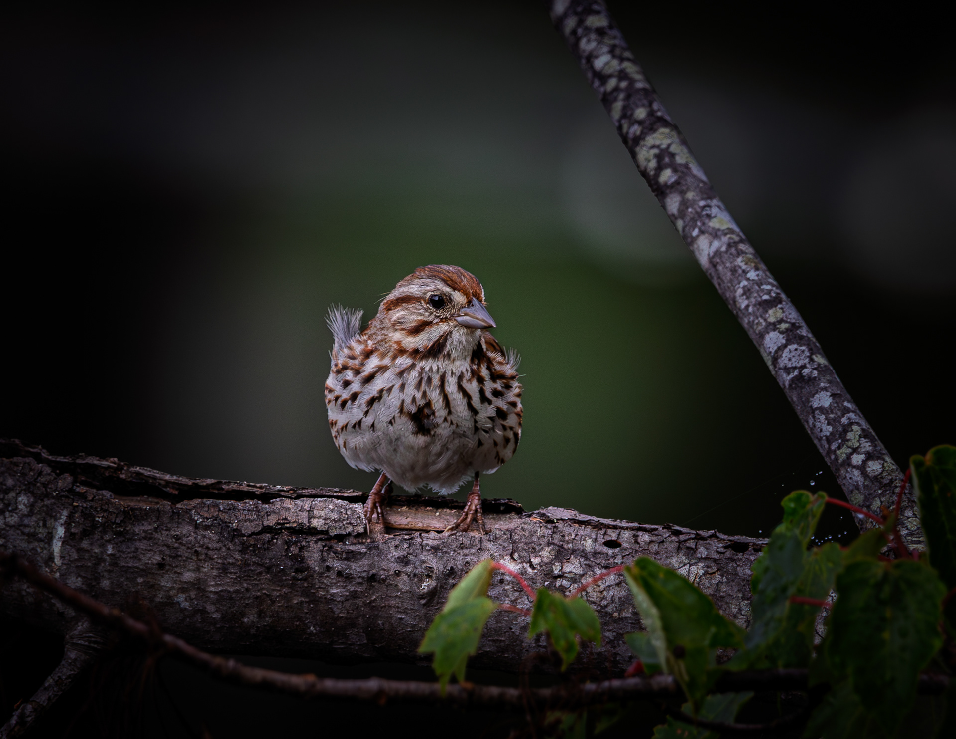 Song Sparrow - June 29, 2025