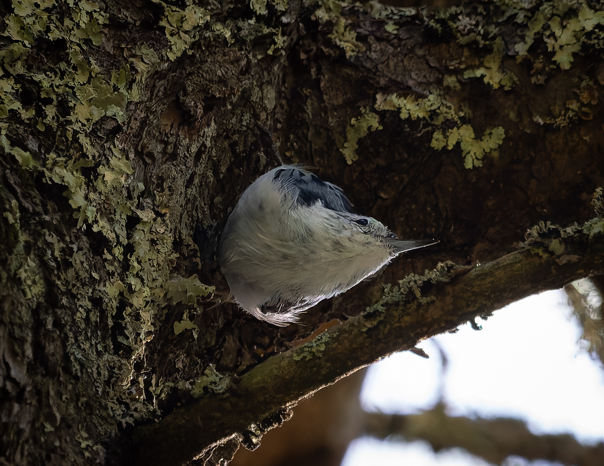 White-breasted Nuthatch - August 21, 2026