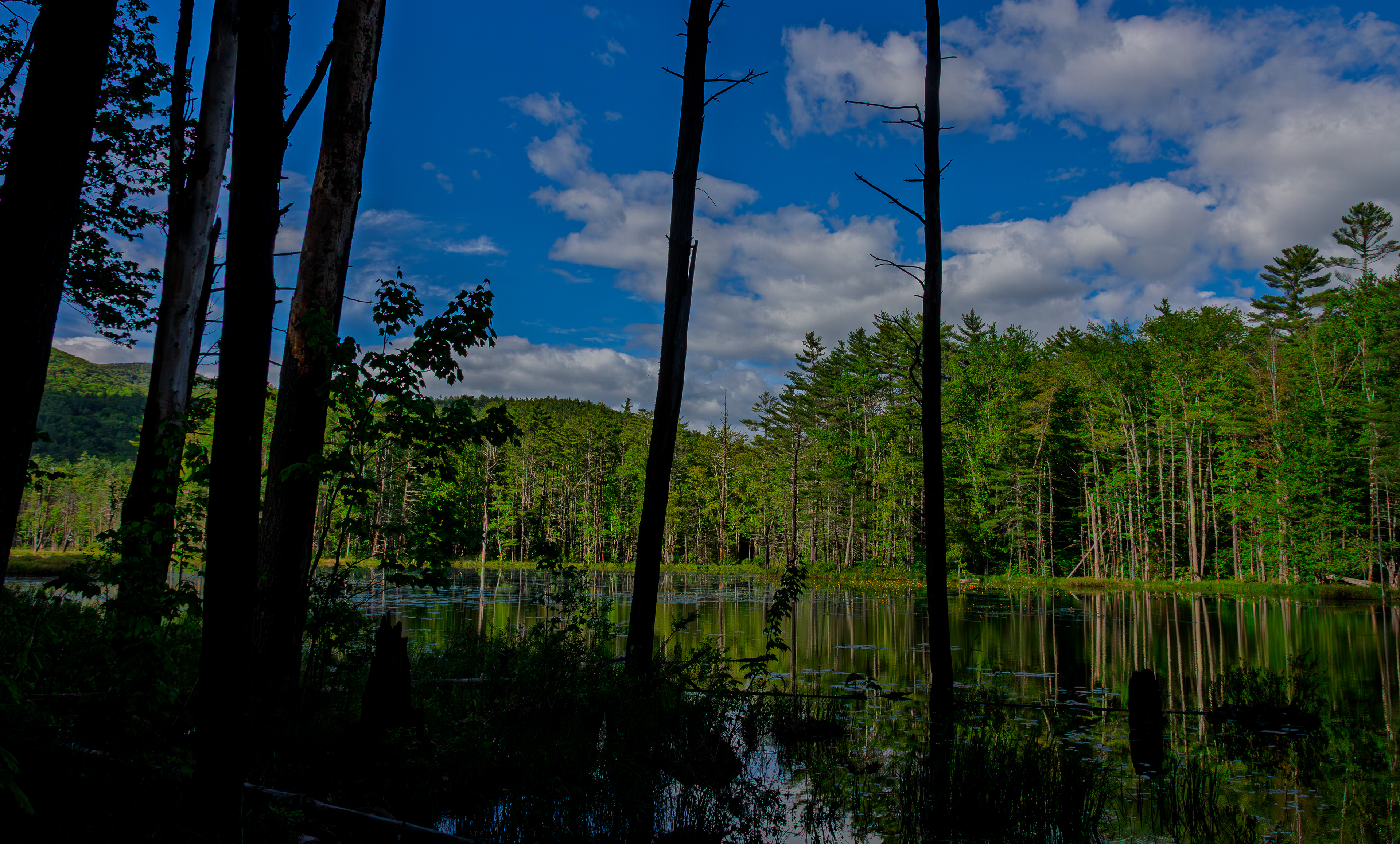 Quincy Bog No12