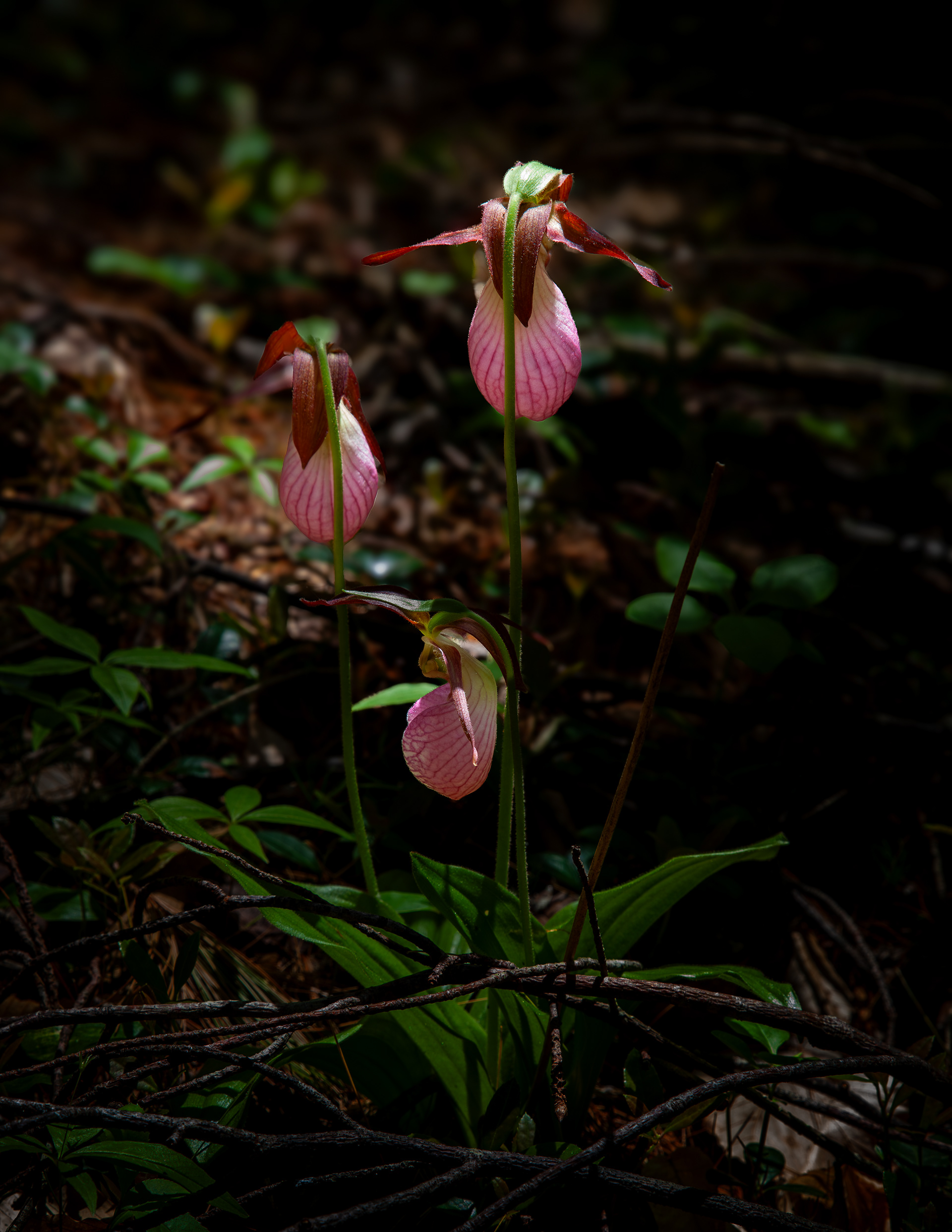 Three Pink Lady's Slipper Flowers