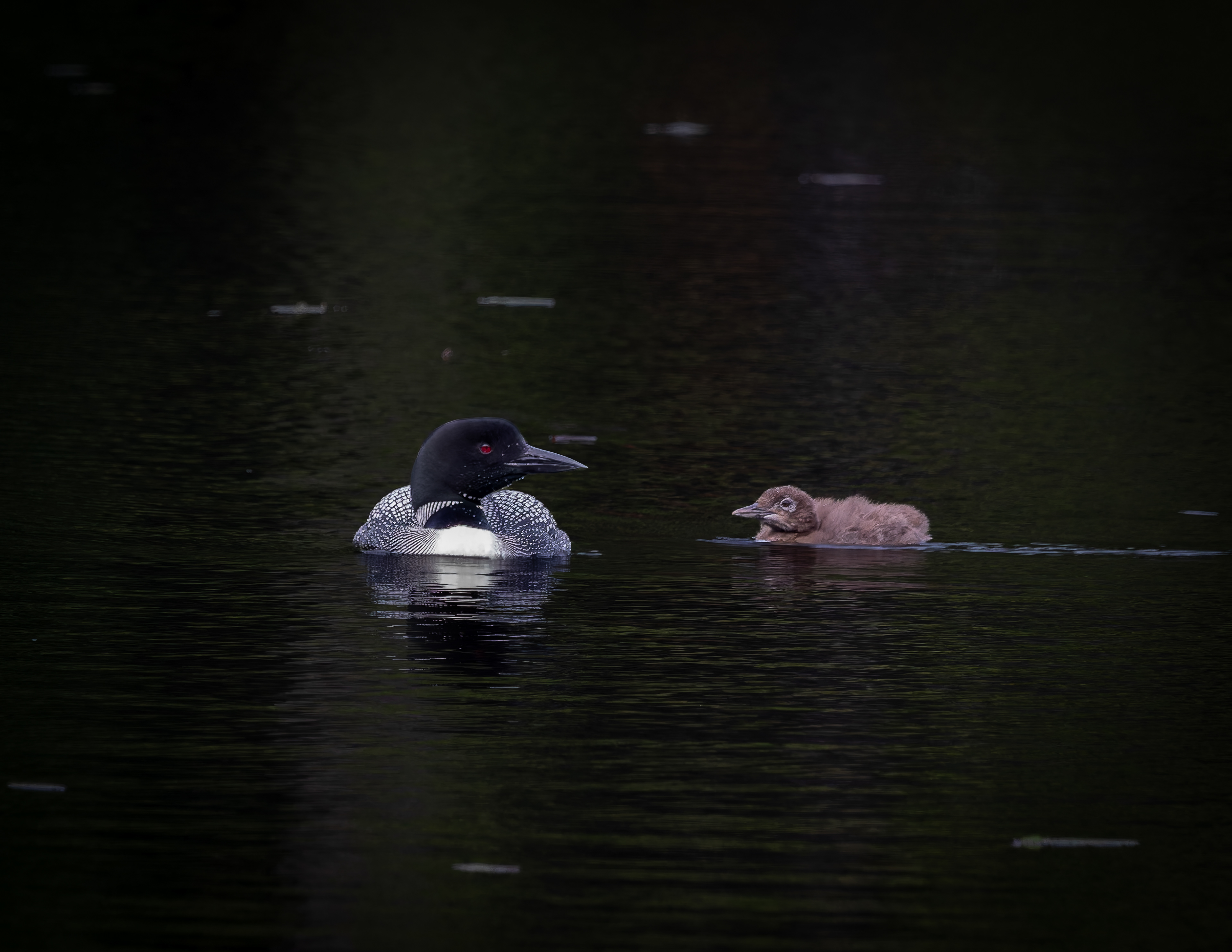 Common Loon Hen with Chick No1