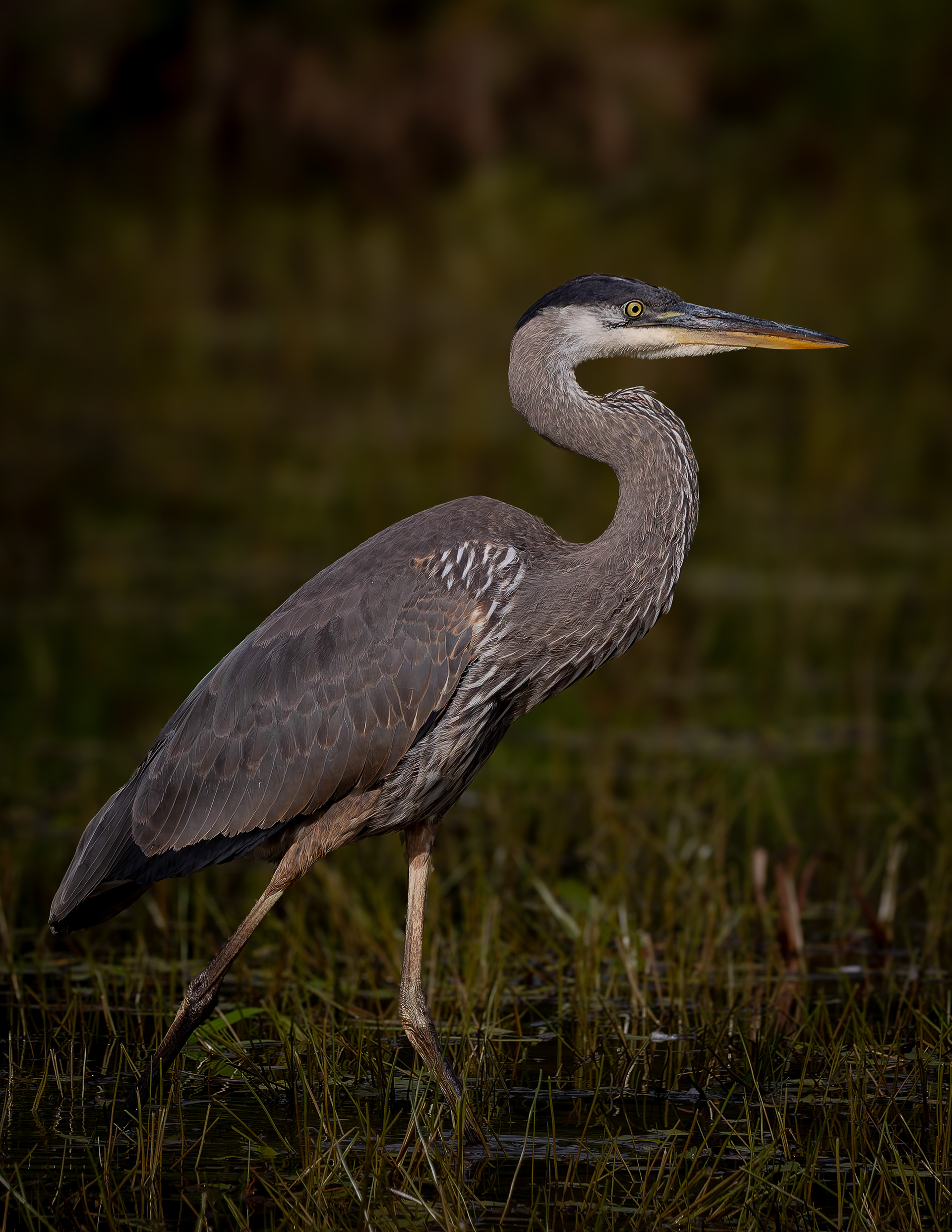 Great Blue Heron No11