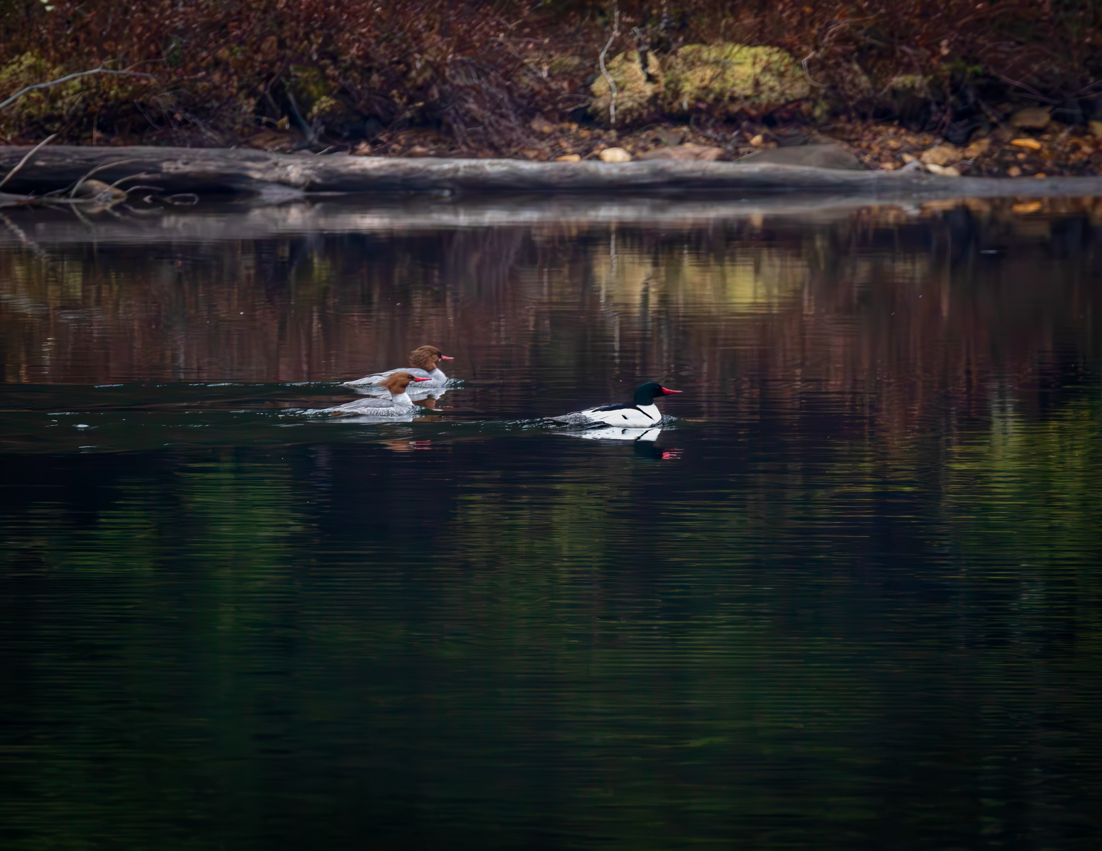 Common Mergansers in Meadow Pond No3
