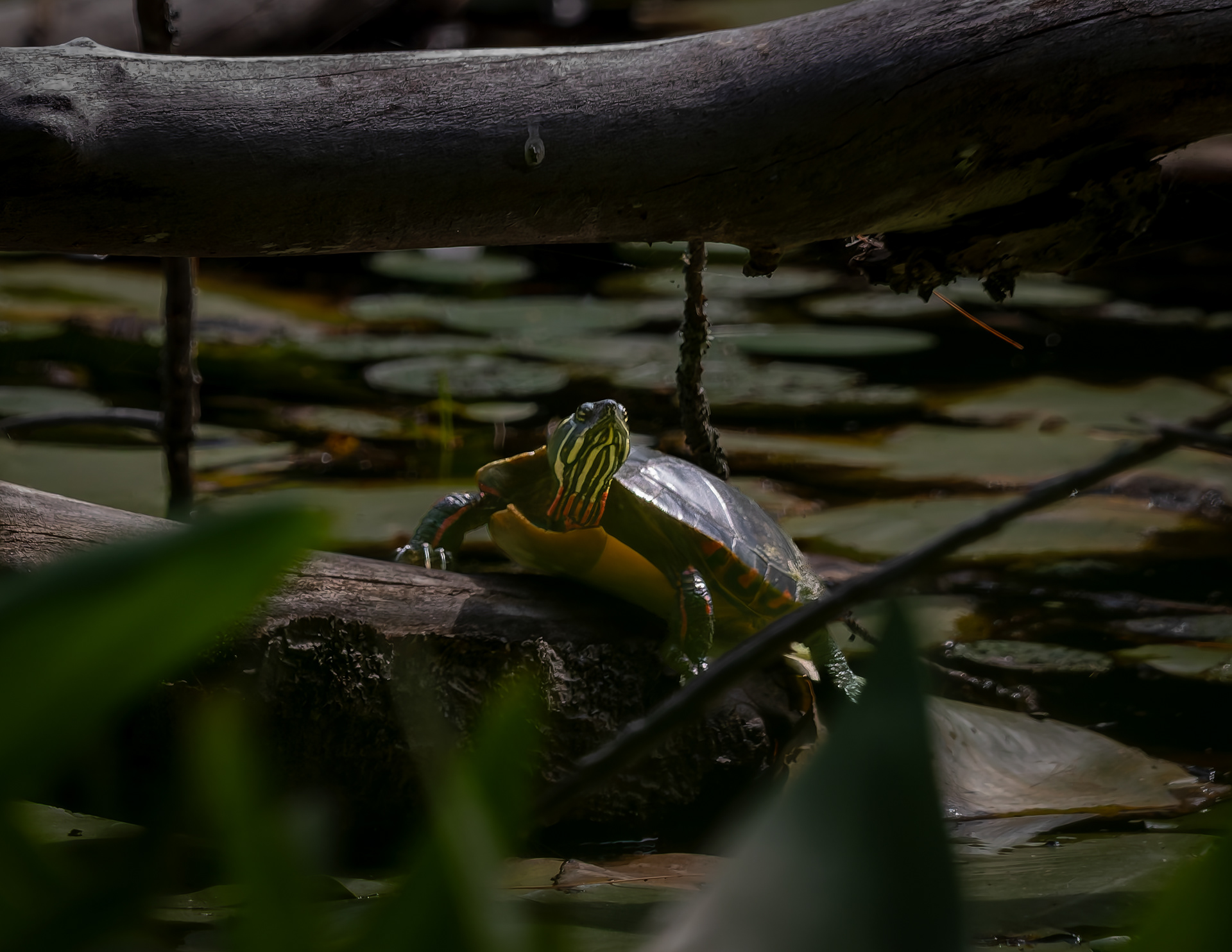Painted Turtle