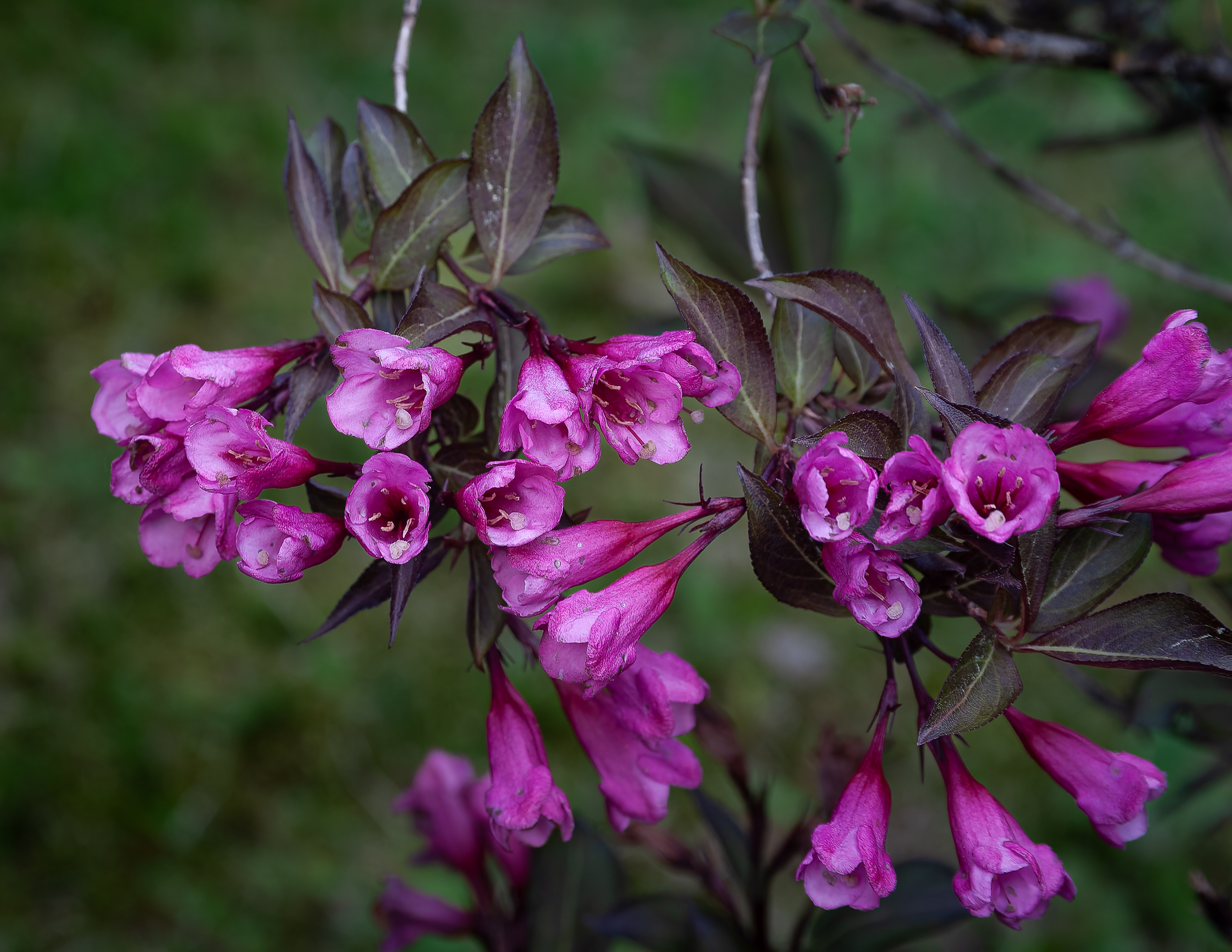 Wine and Roses Weigela