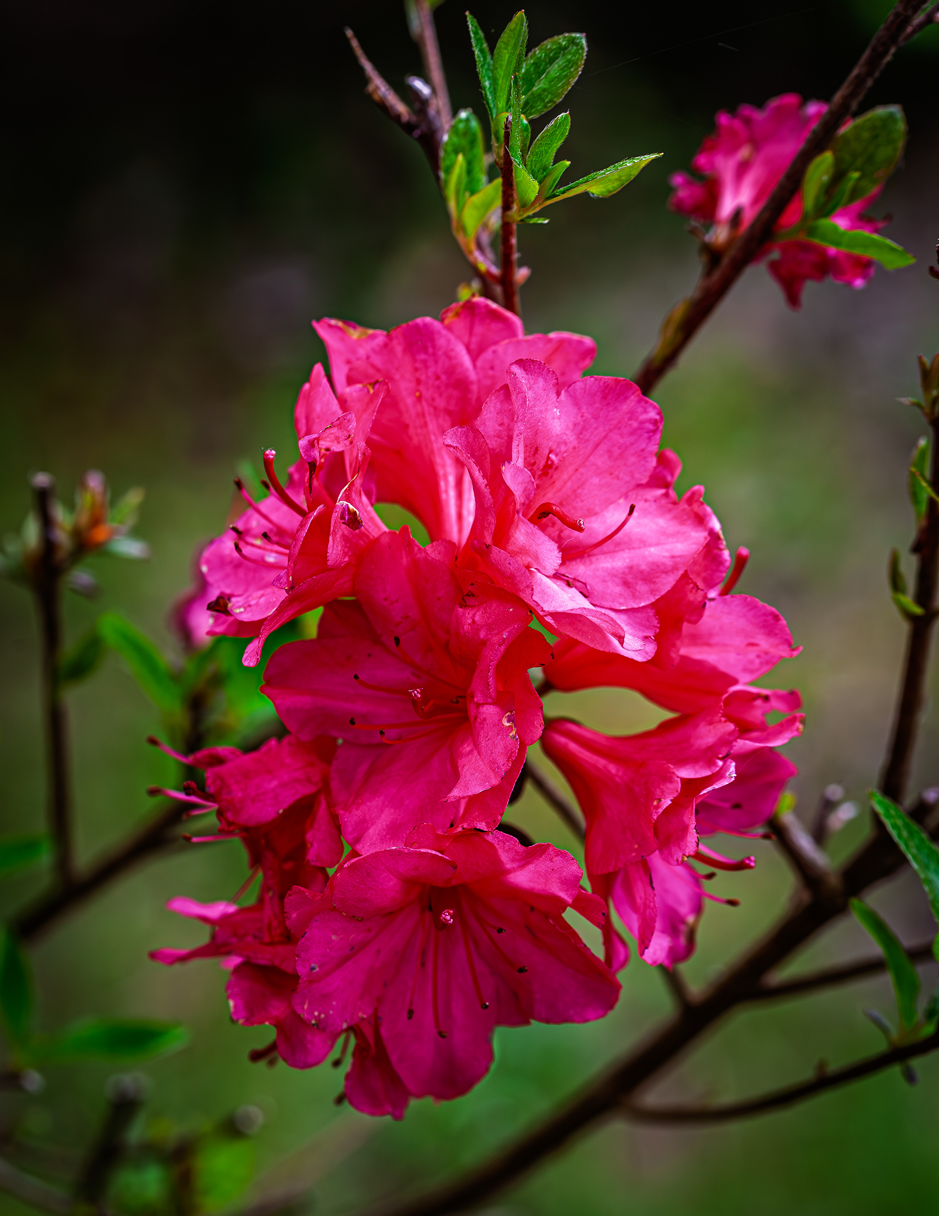 Azalea