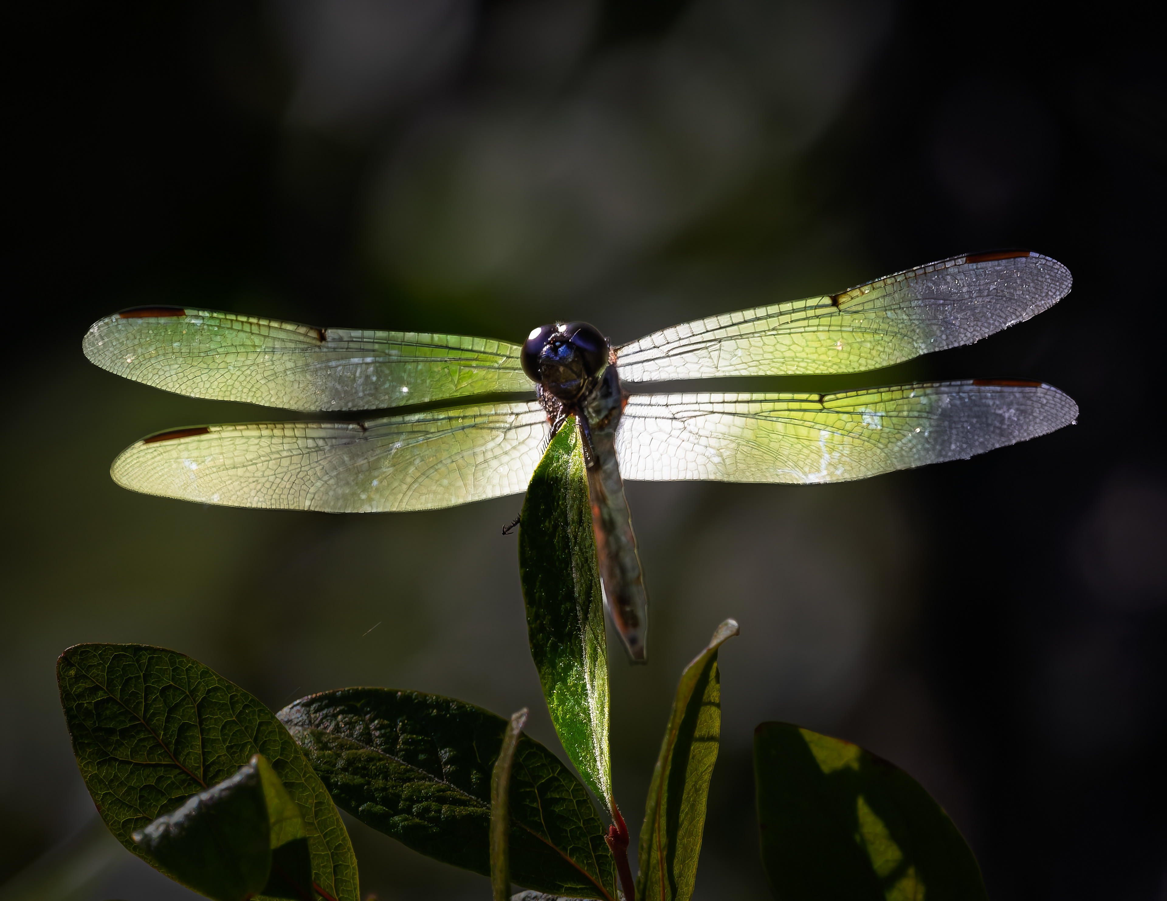 Dragonfly - July 24, 2026