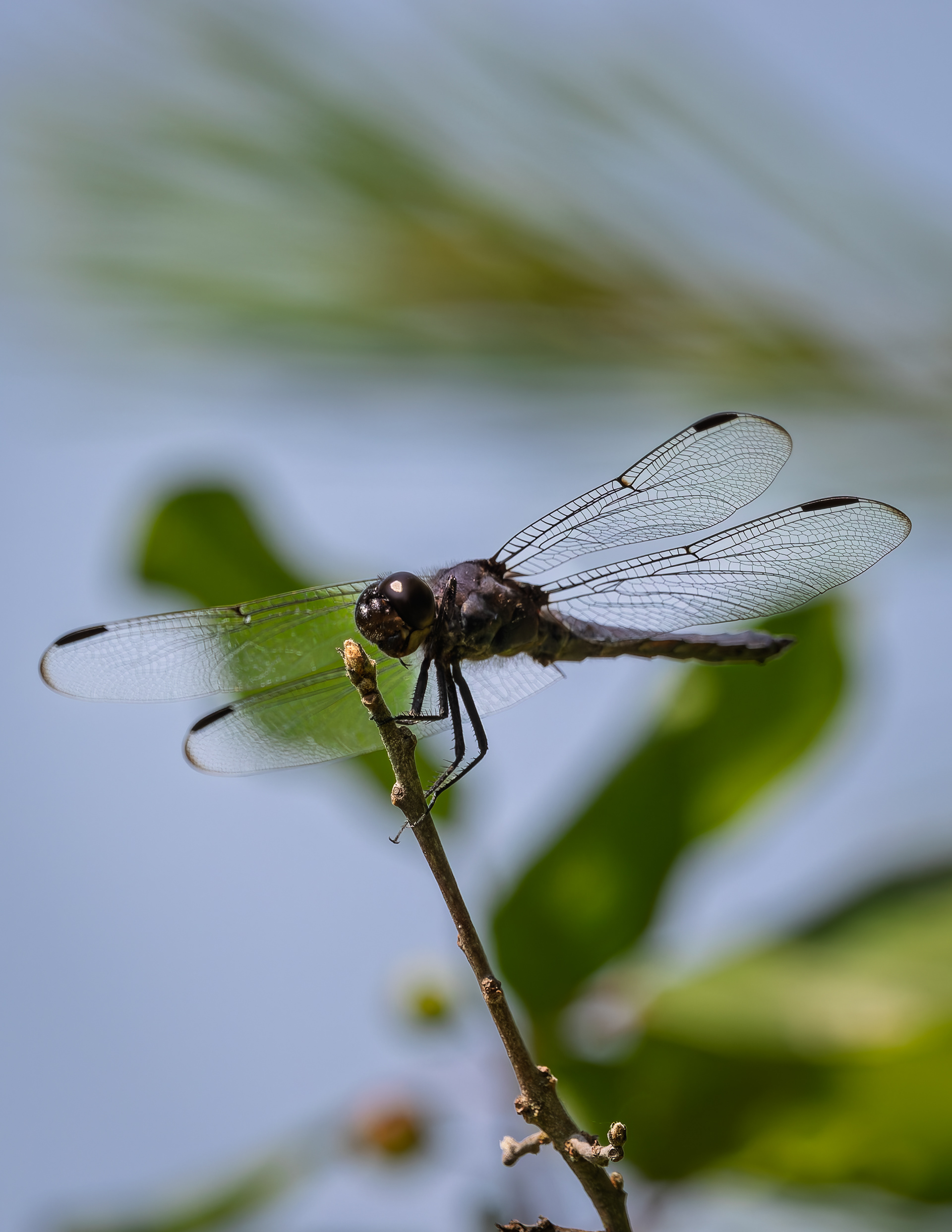 Dragonfly