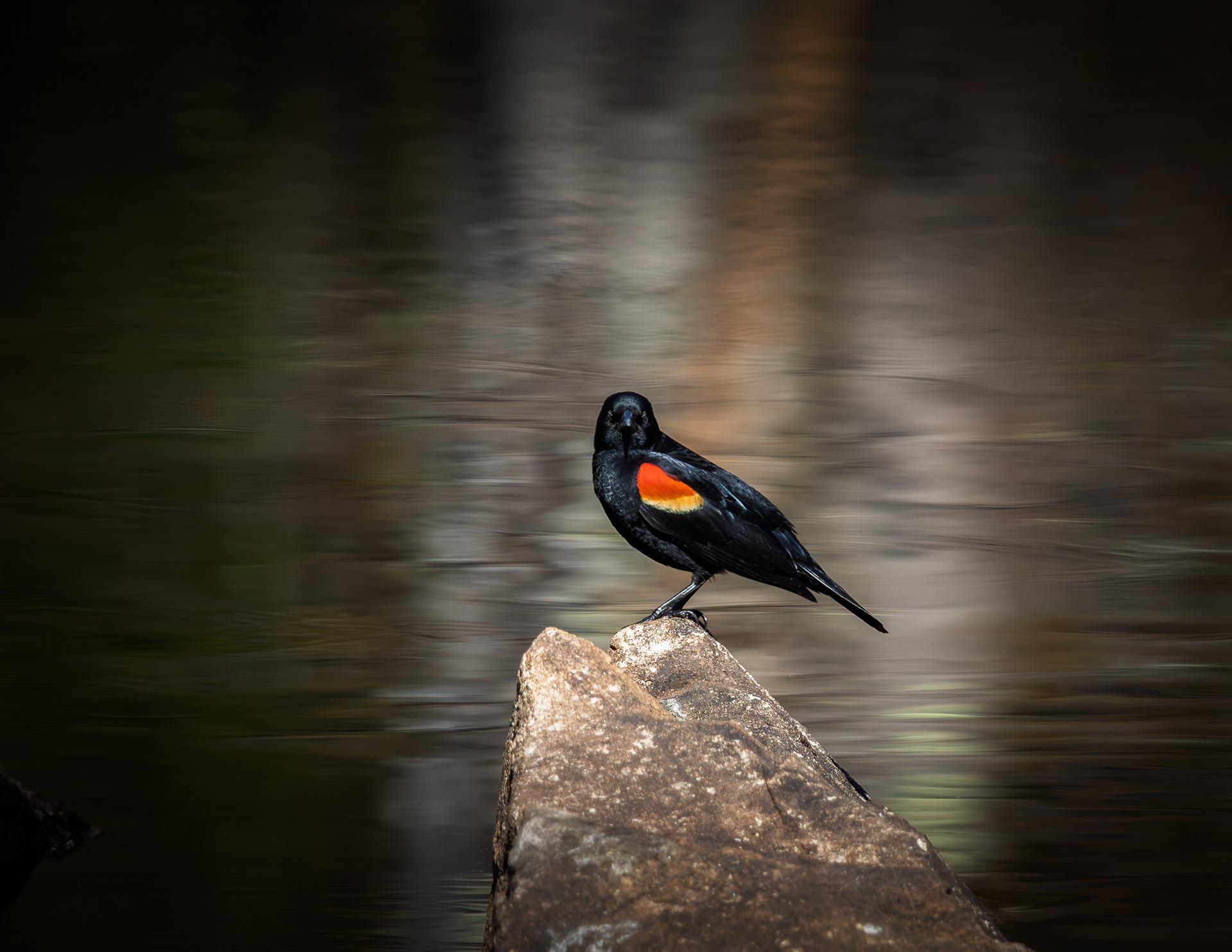 Red-winged Blackbird at CSV