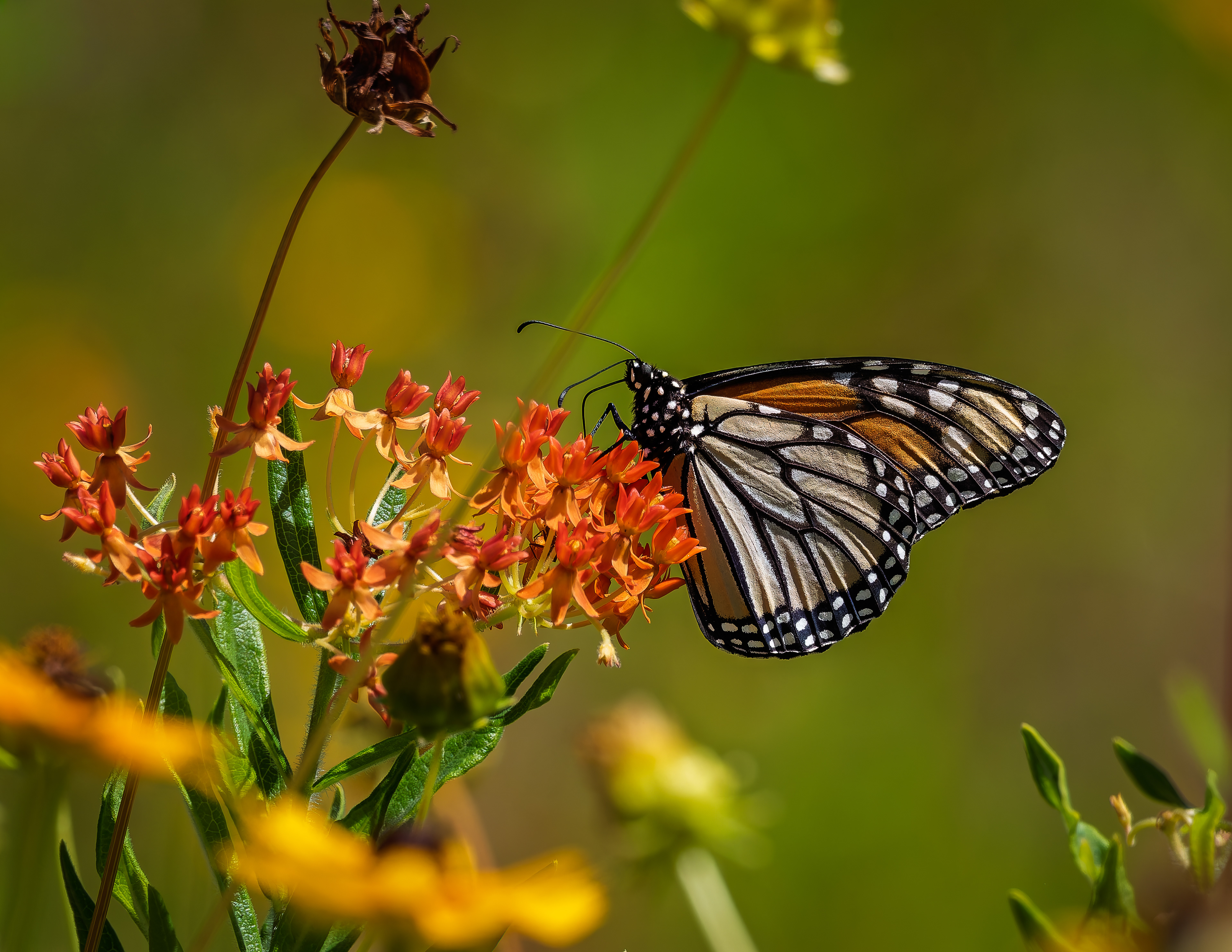 Monarch Butterfly No1