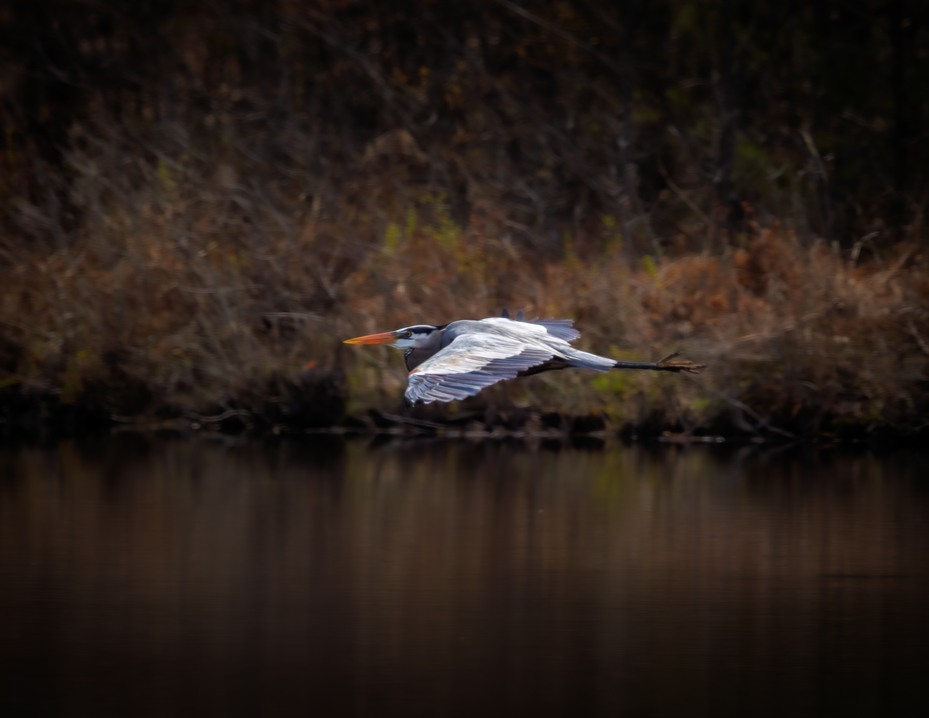 Great Blue Heron No3