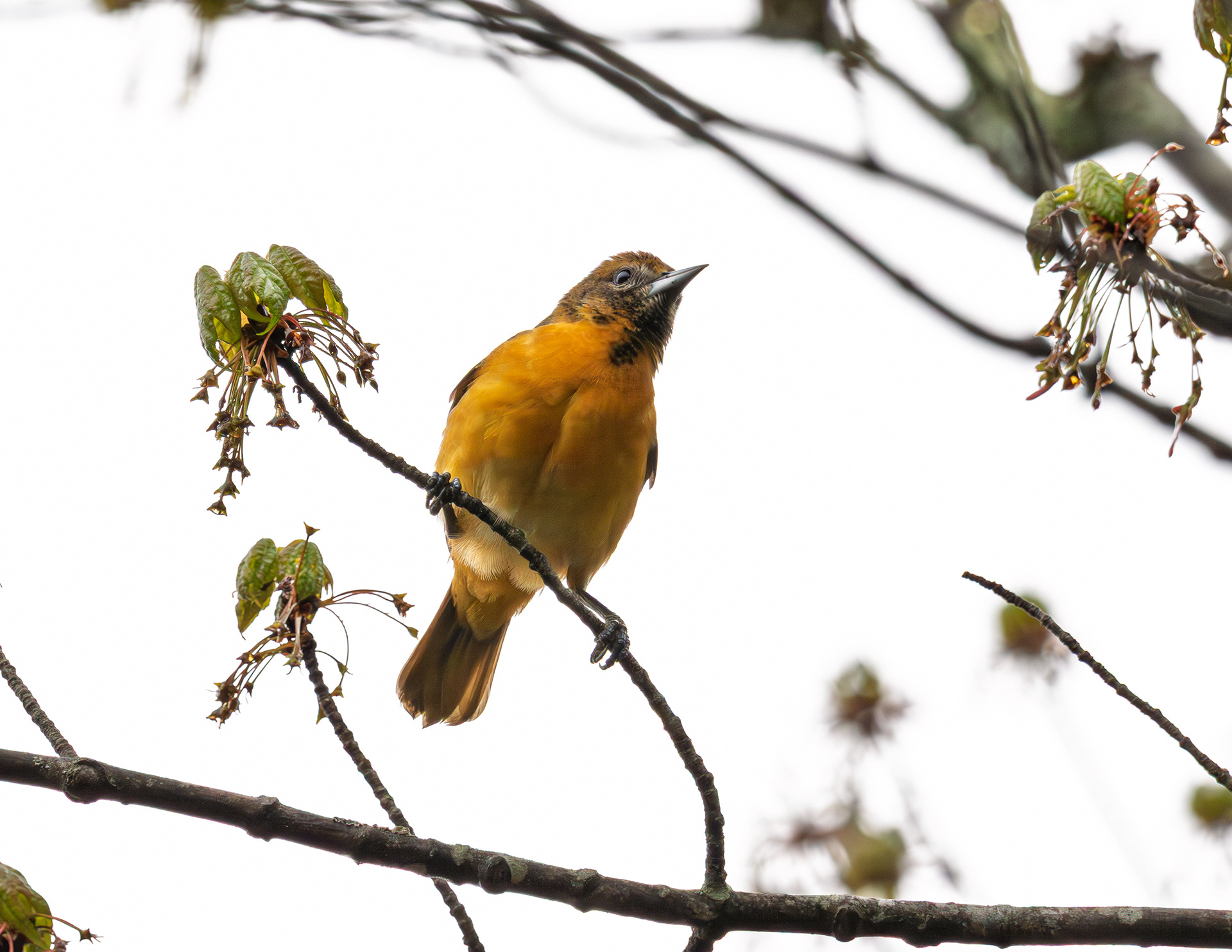 Immature Baltimore Oriole at CSV