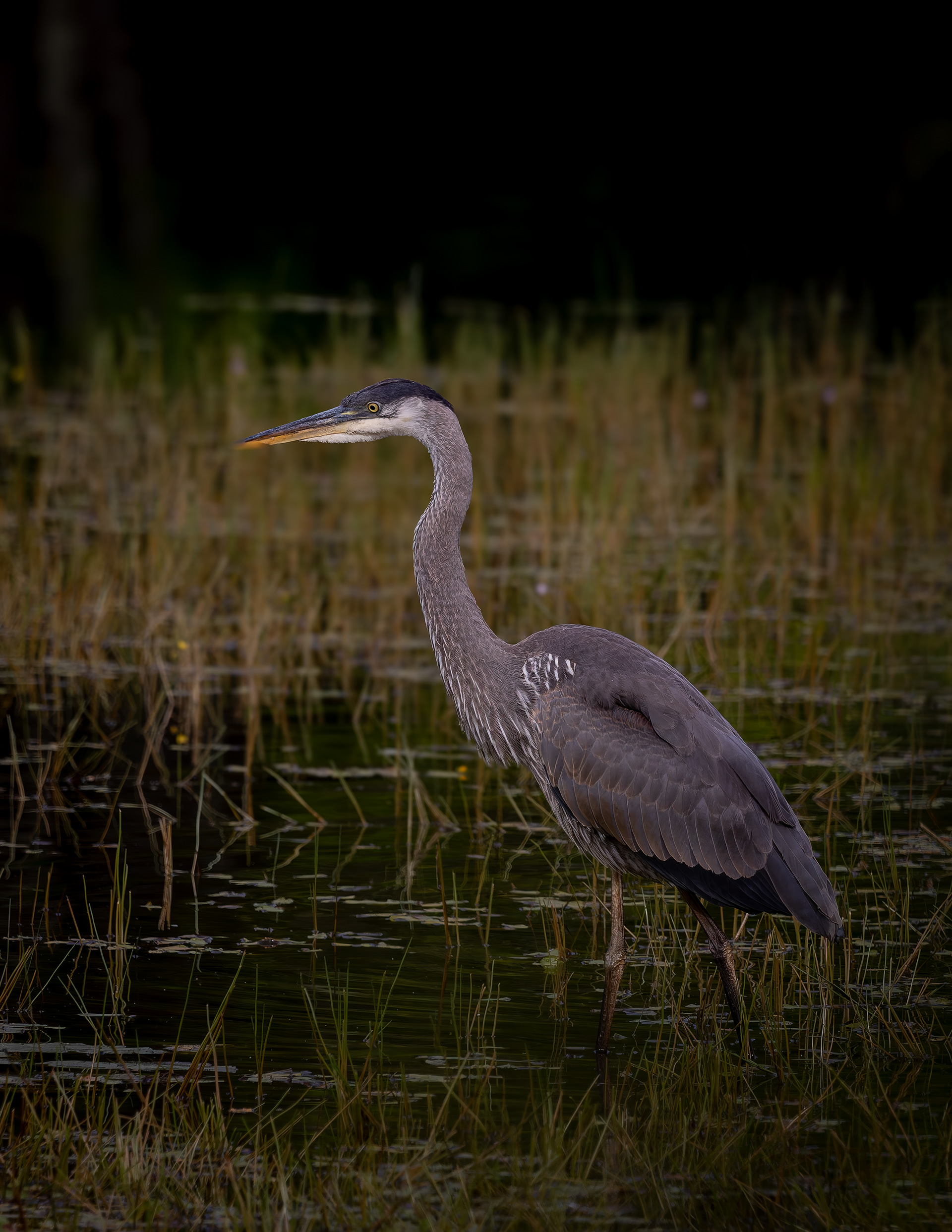 Great Blue Heron No1