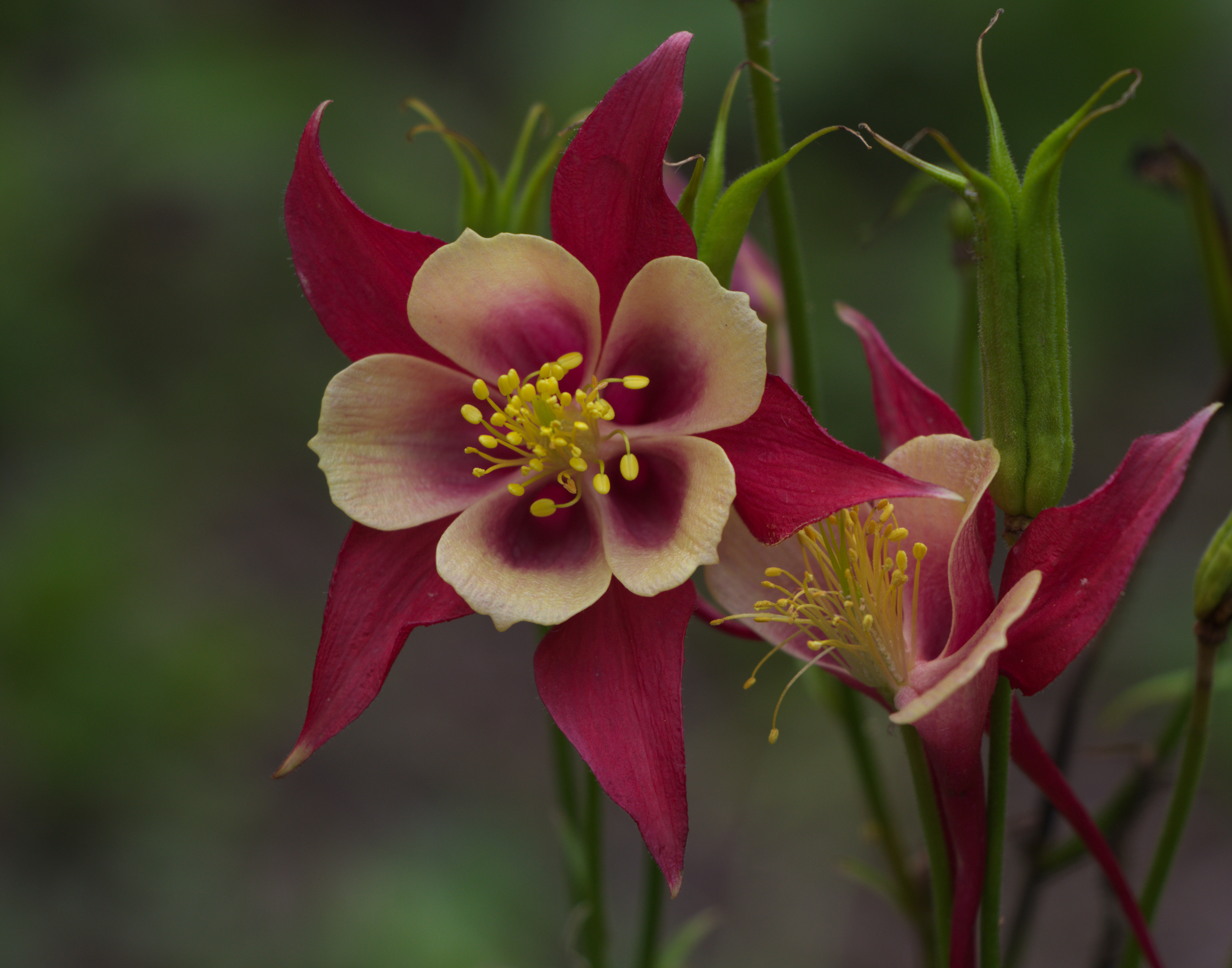 Early Bird Red and Yellow Columbine
