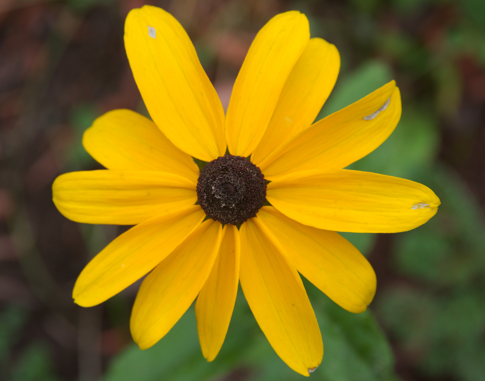 Rudbeckia