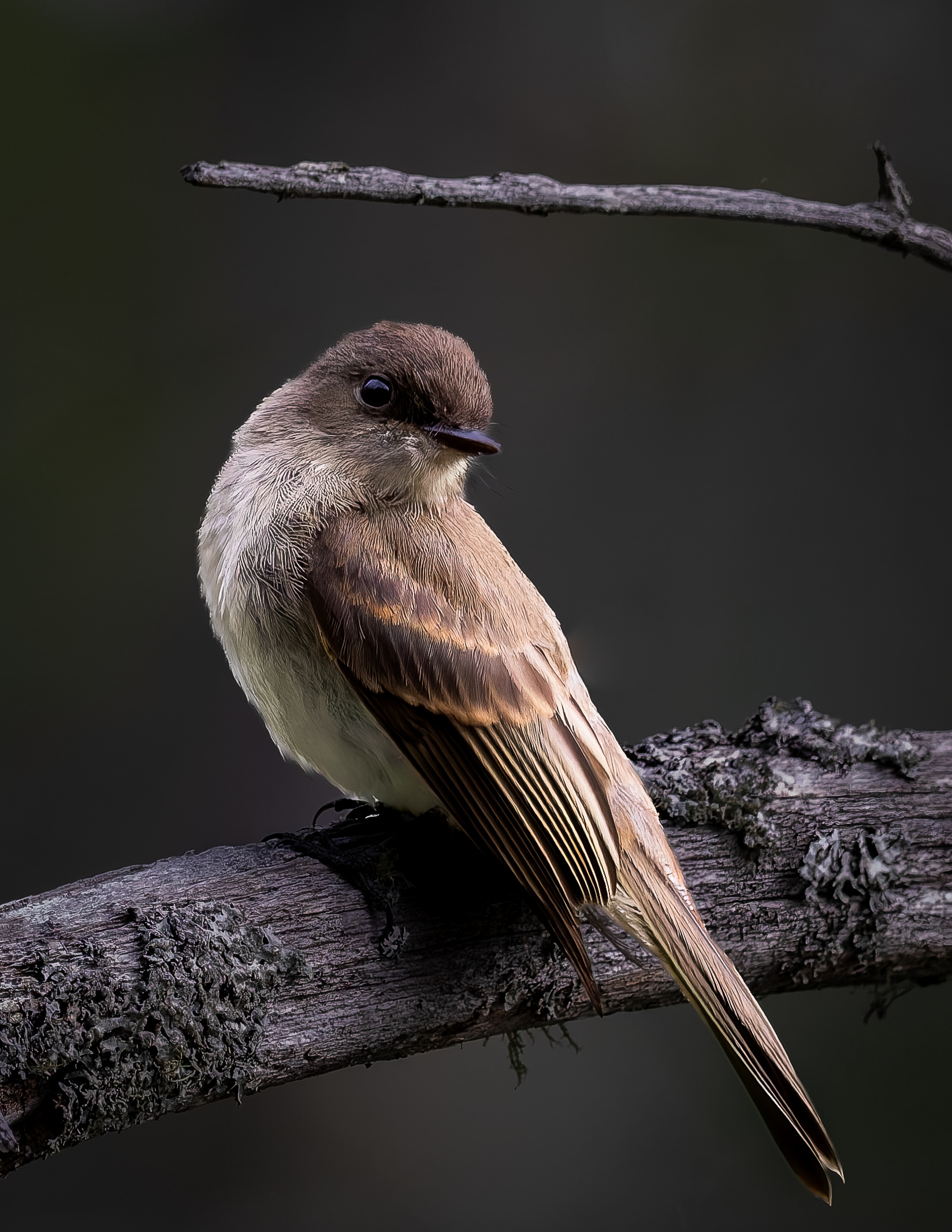 Eastern Phoebe No3