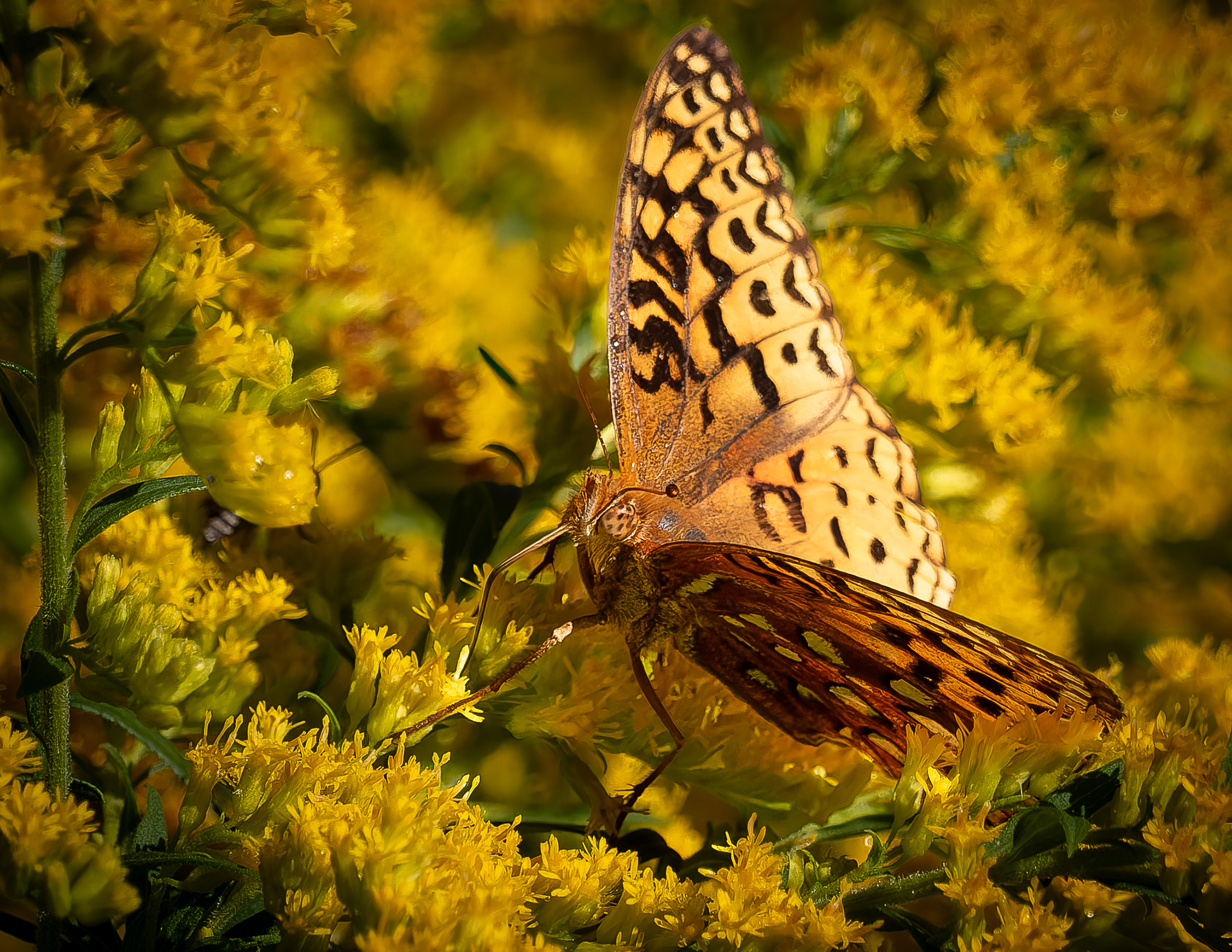 Great Spangled Fritillary No1