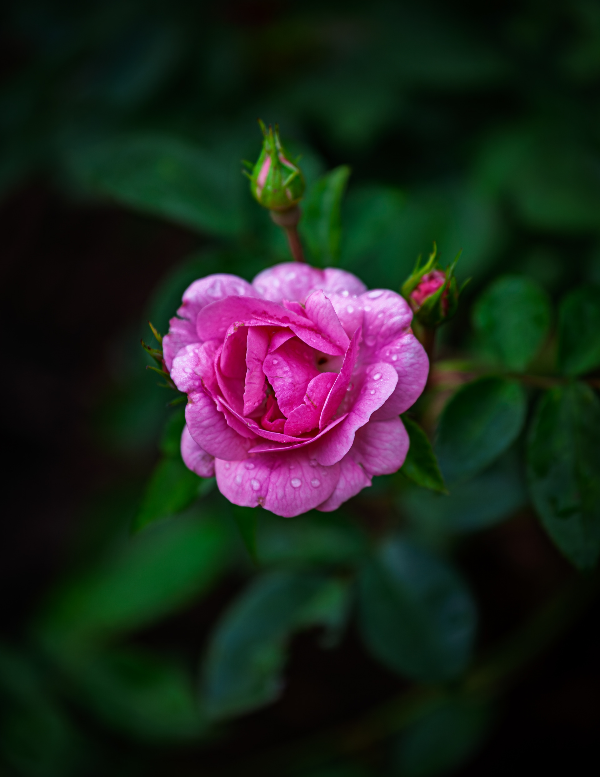 Pinktopia Rose