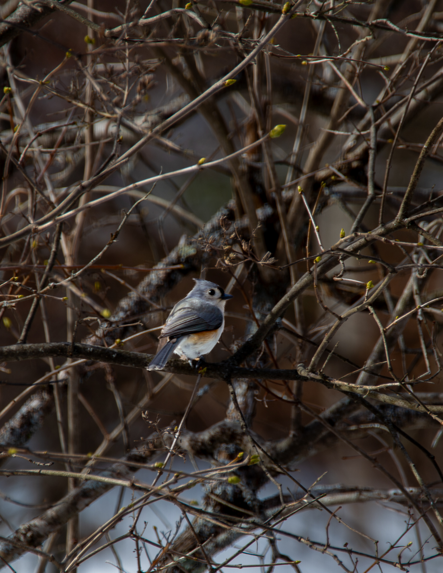 Tufted Titmouse No2