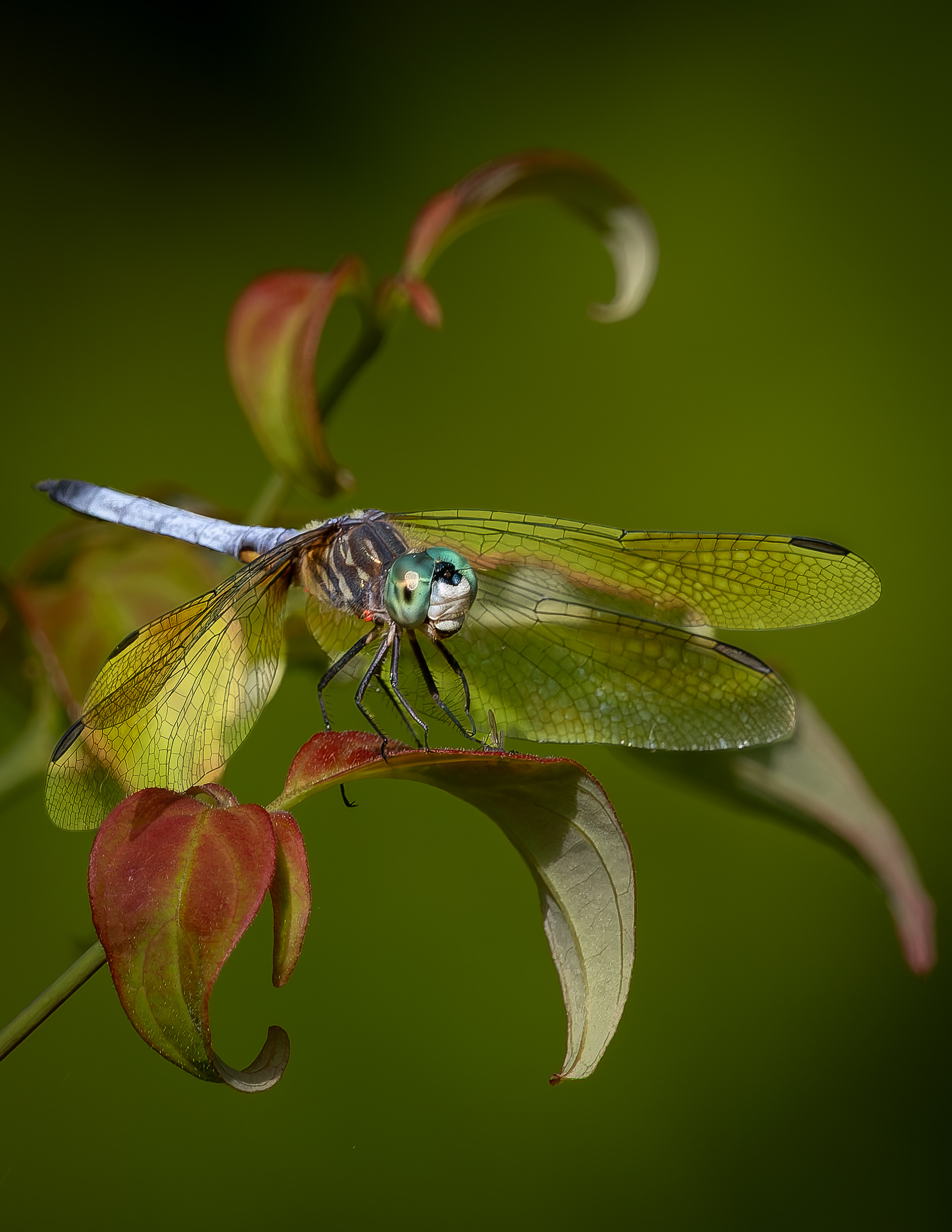 Dragonfly No2