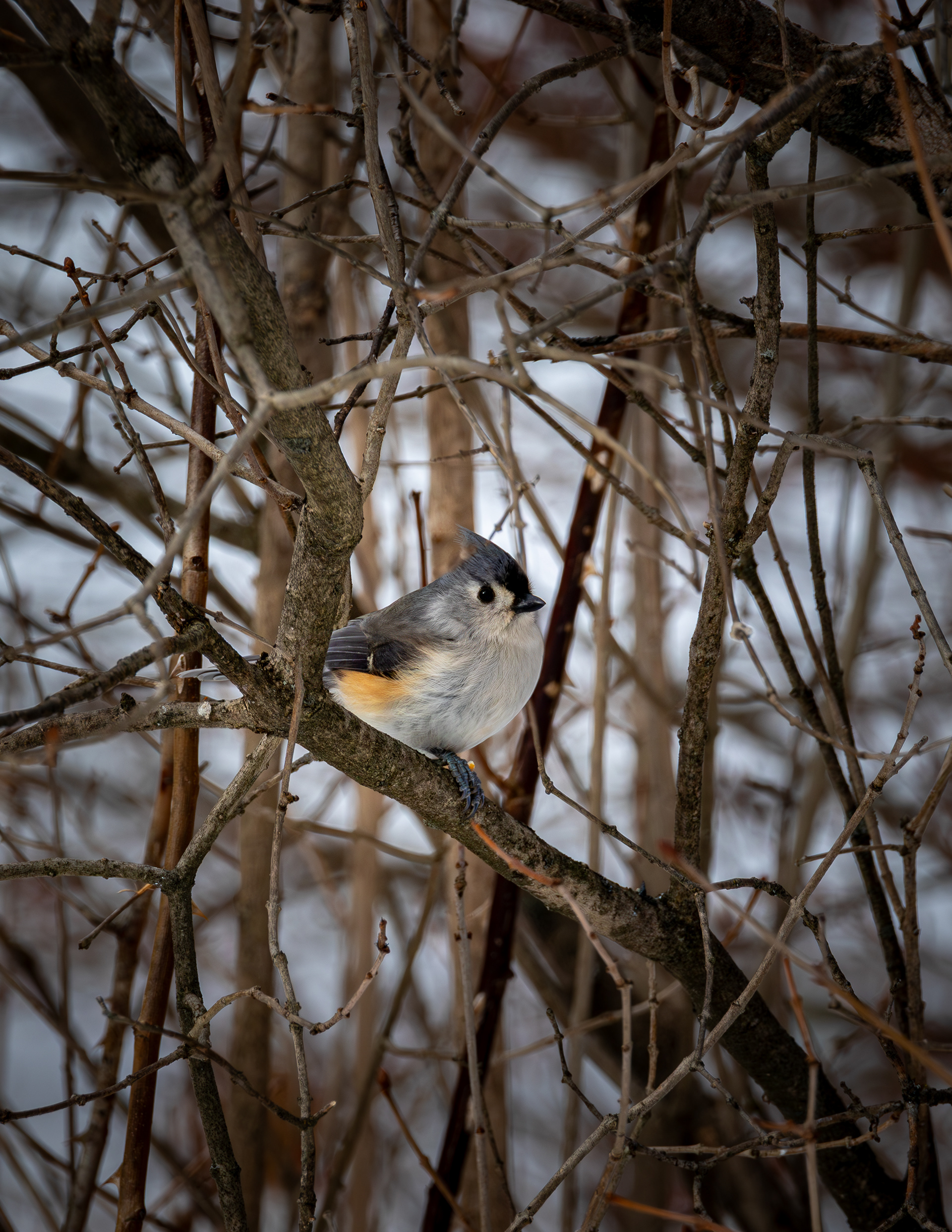 February - Tufted Titmouse - Gilmanton, NH