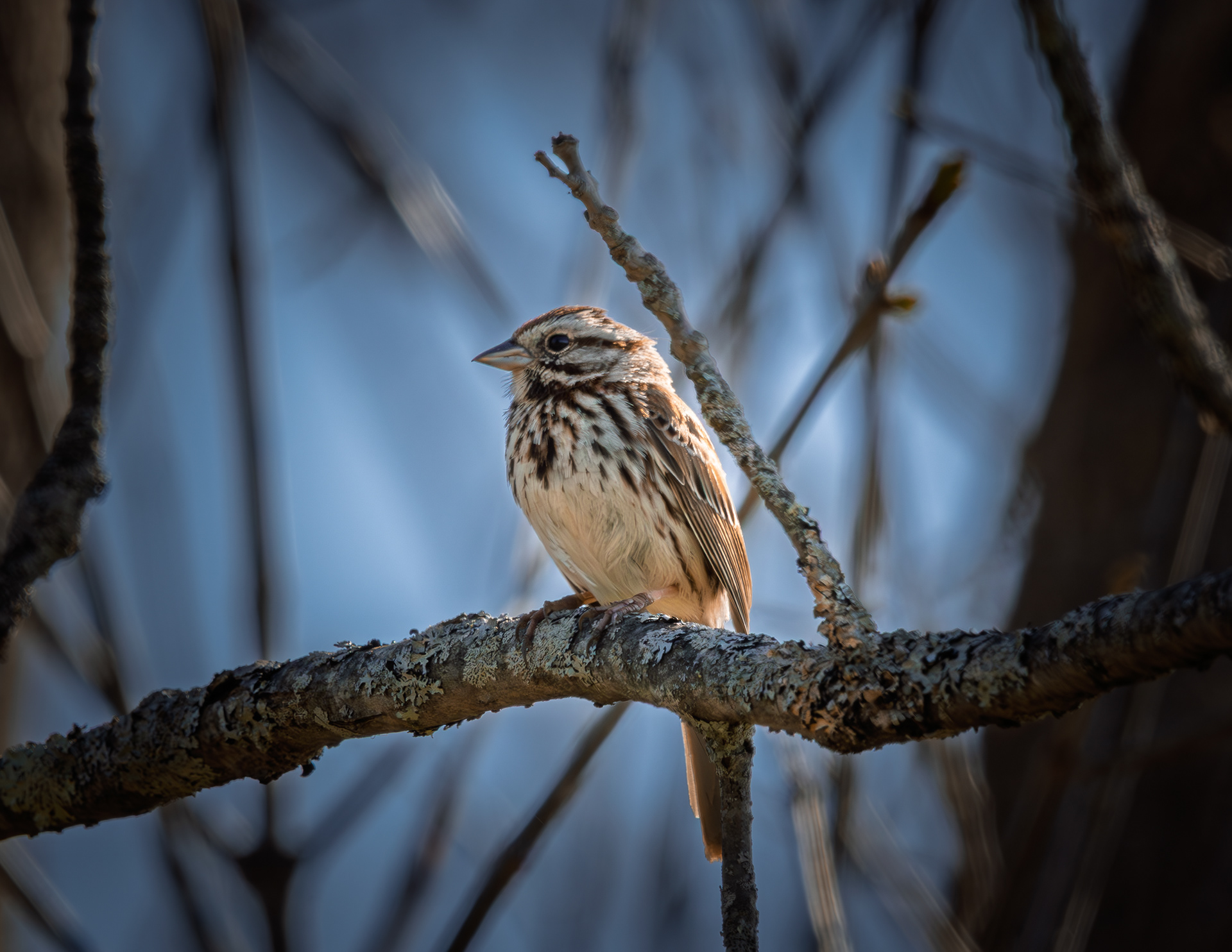 Song Sparrow at CSV