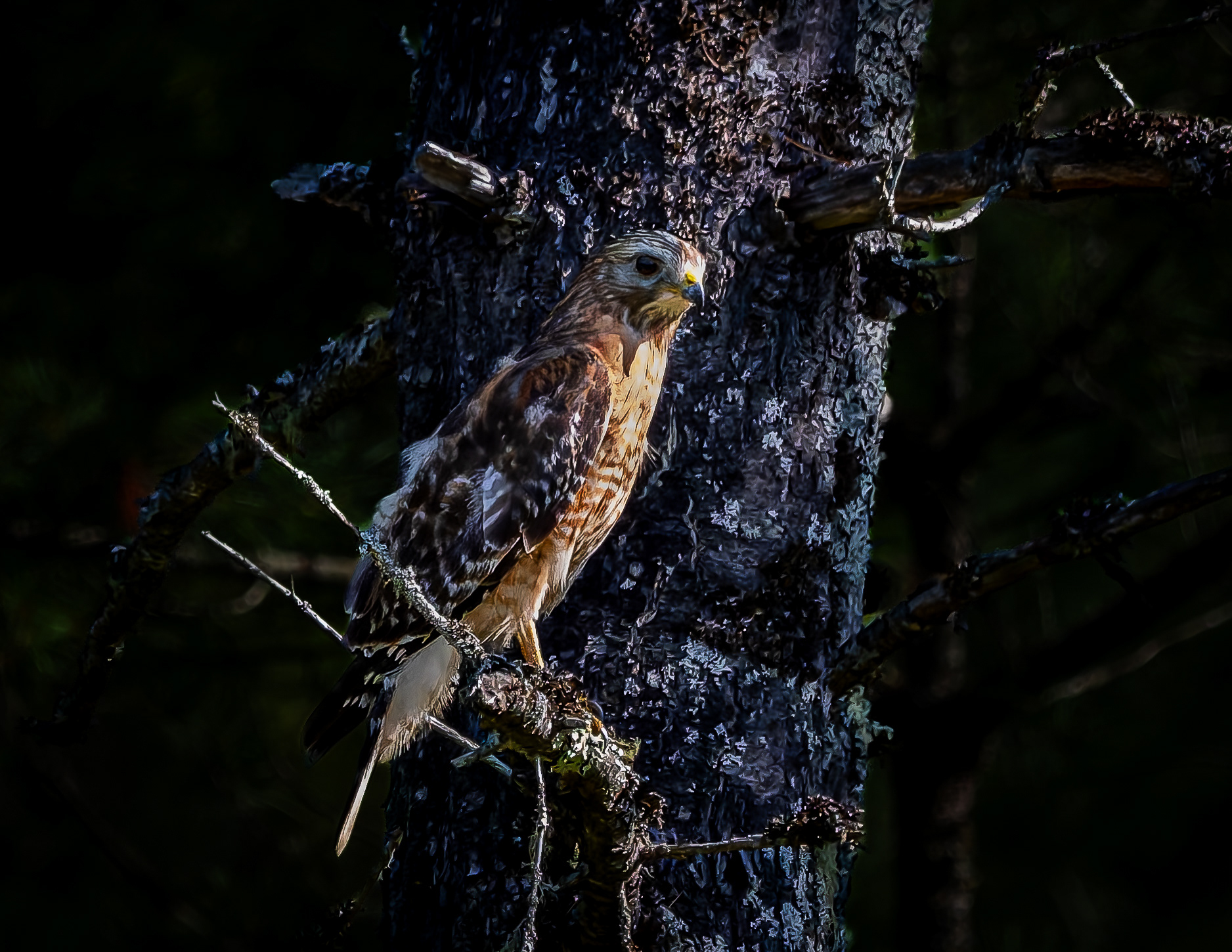 Red-shouldered Hawk No1