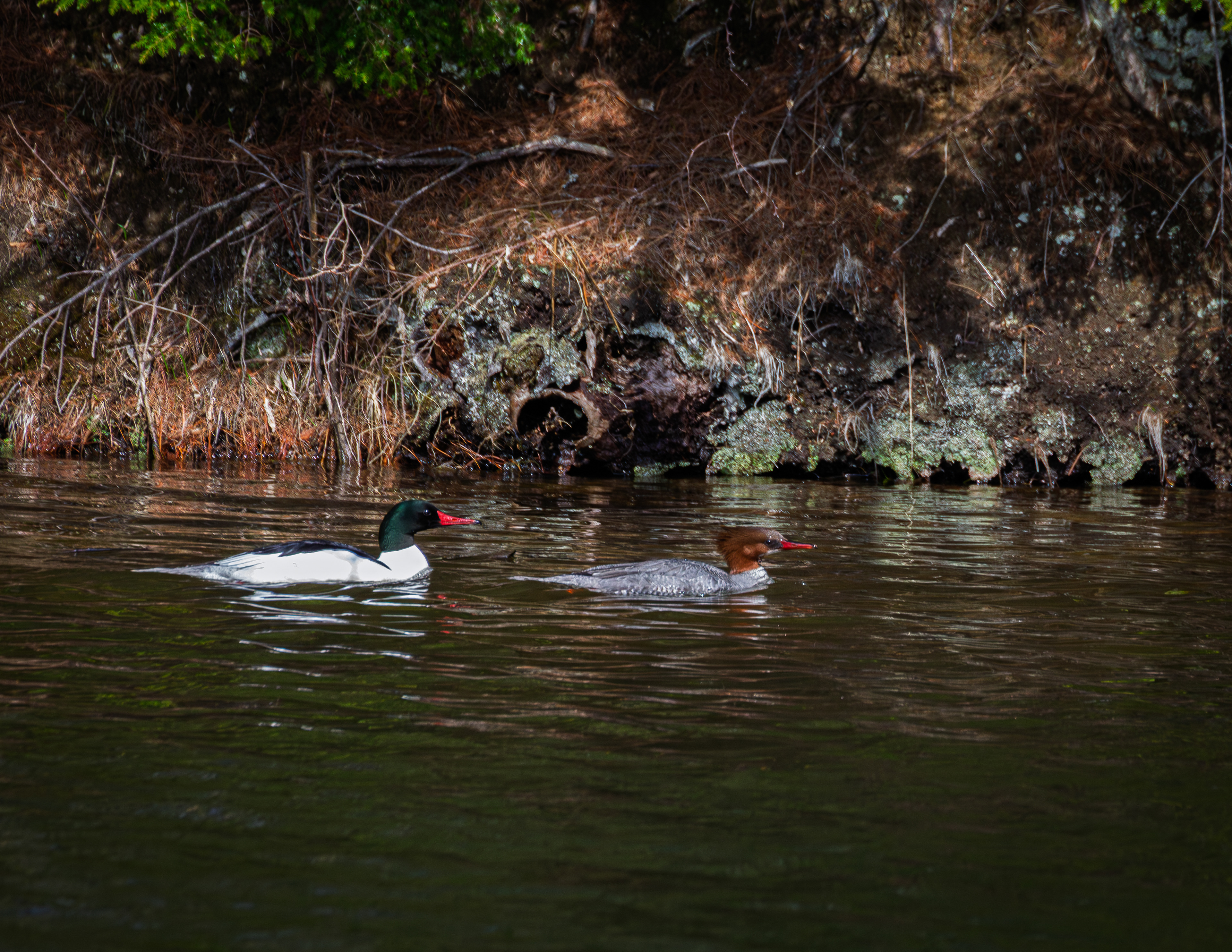 Common Merganser Pair at Grey Rocks No2