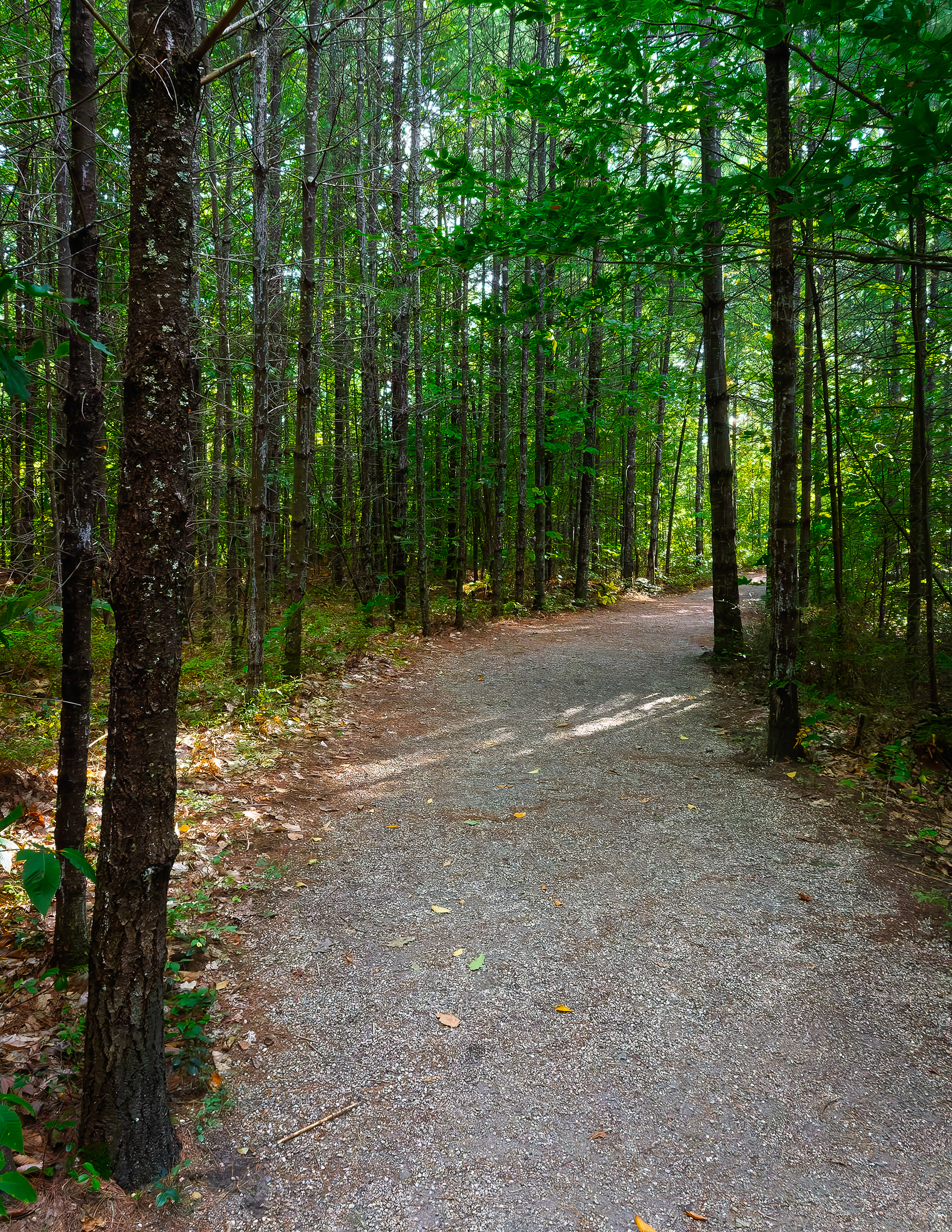Laverack Trail No3