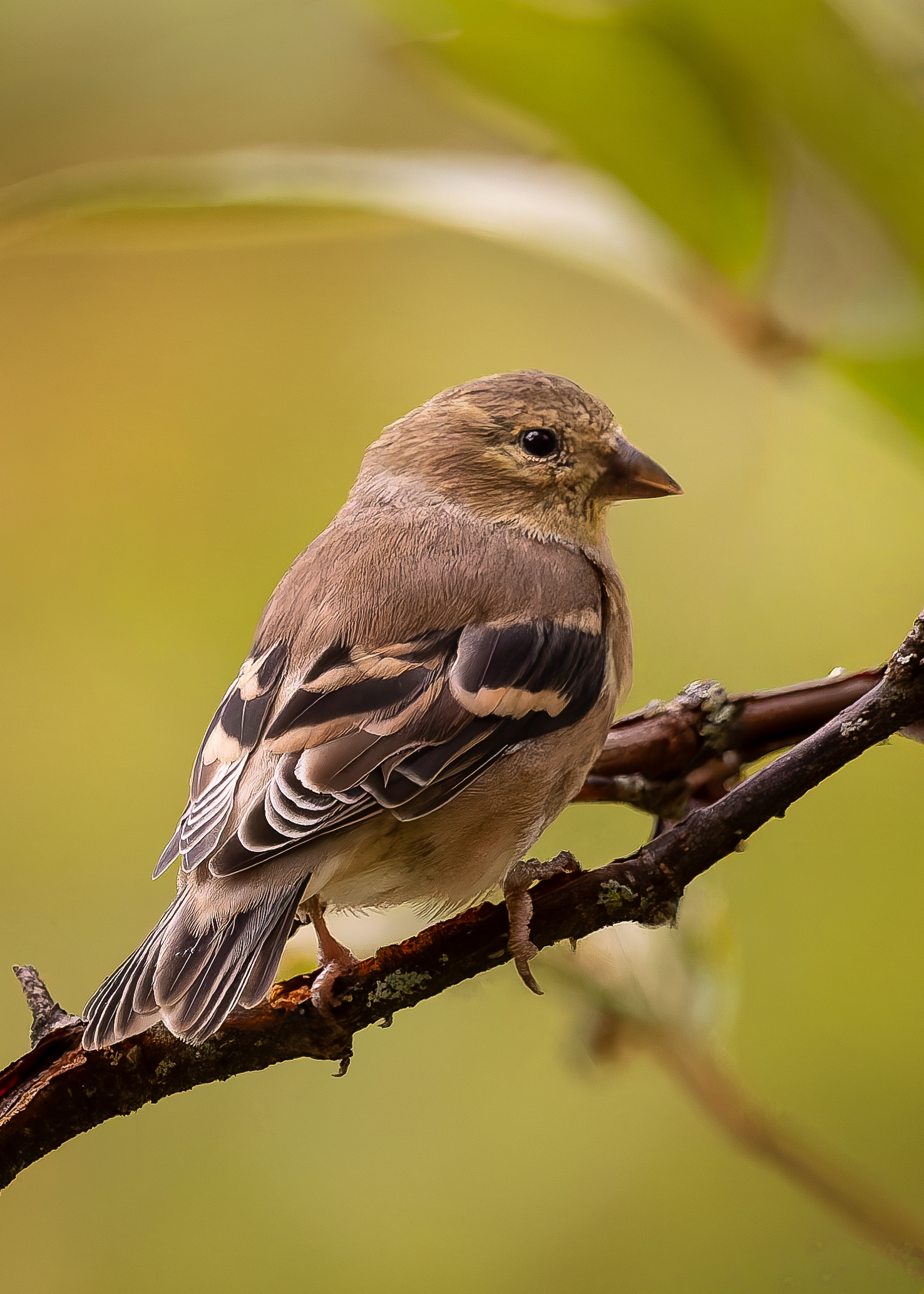 American Goldfinch - September 29, 2026