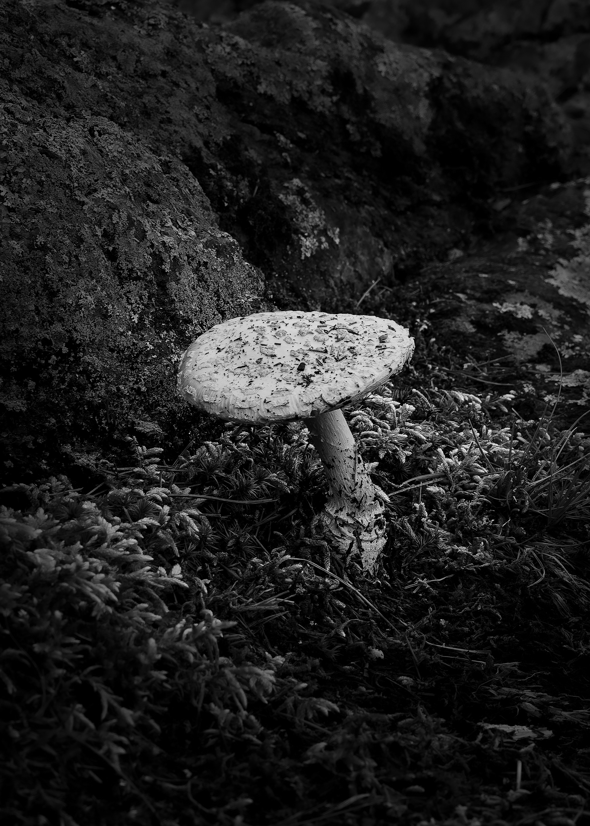 Mushroom in Black & White