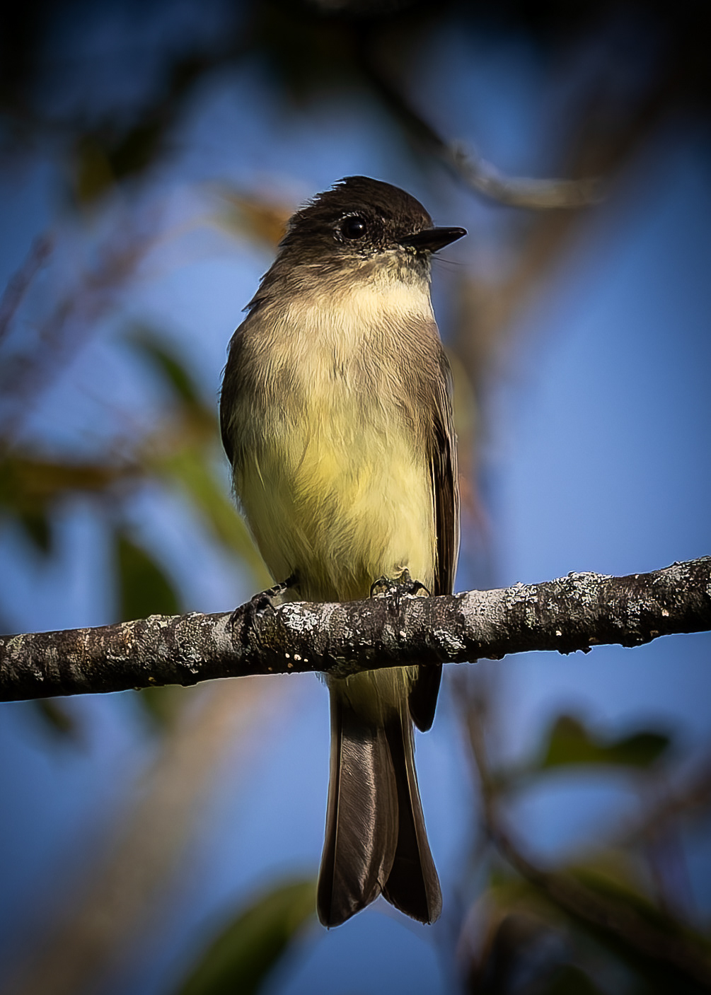 Eastern Phoebe No2